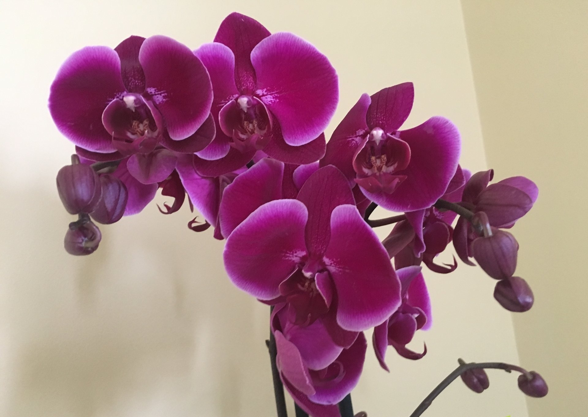 Орхидея Фаленопсис Голден Джевел 2 ветки