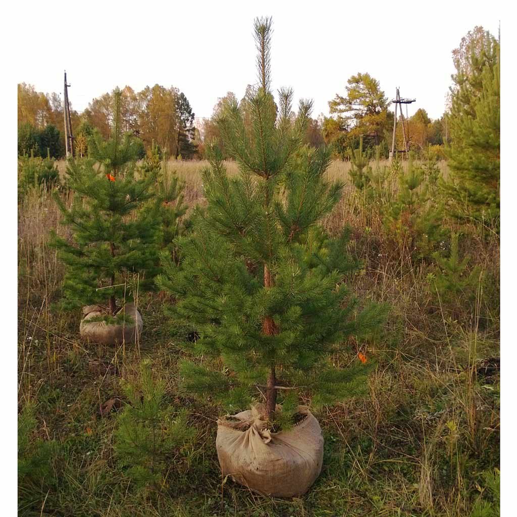 Саженцы деревьев сосны