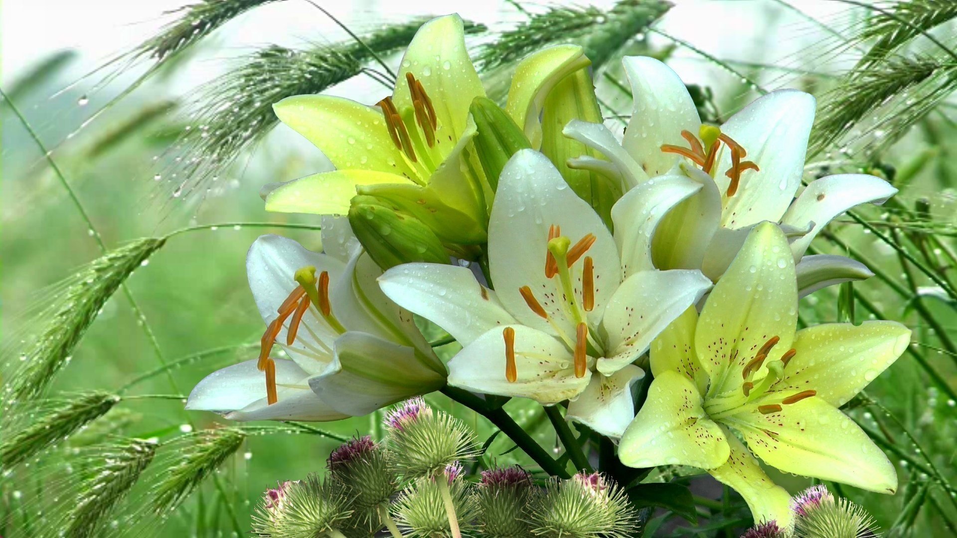 Фото лилия белая Цветы вблизи