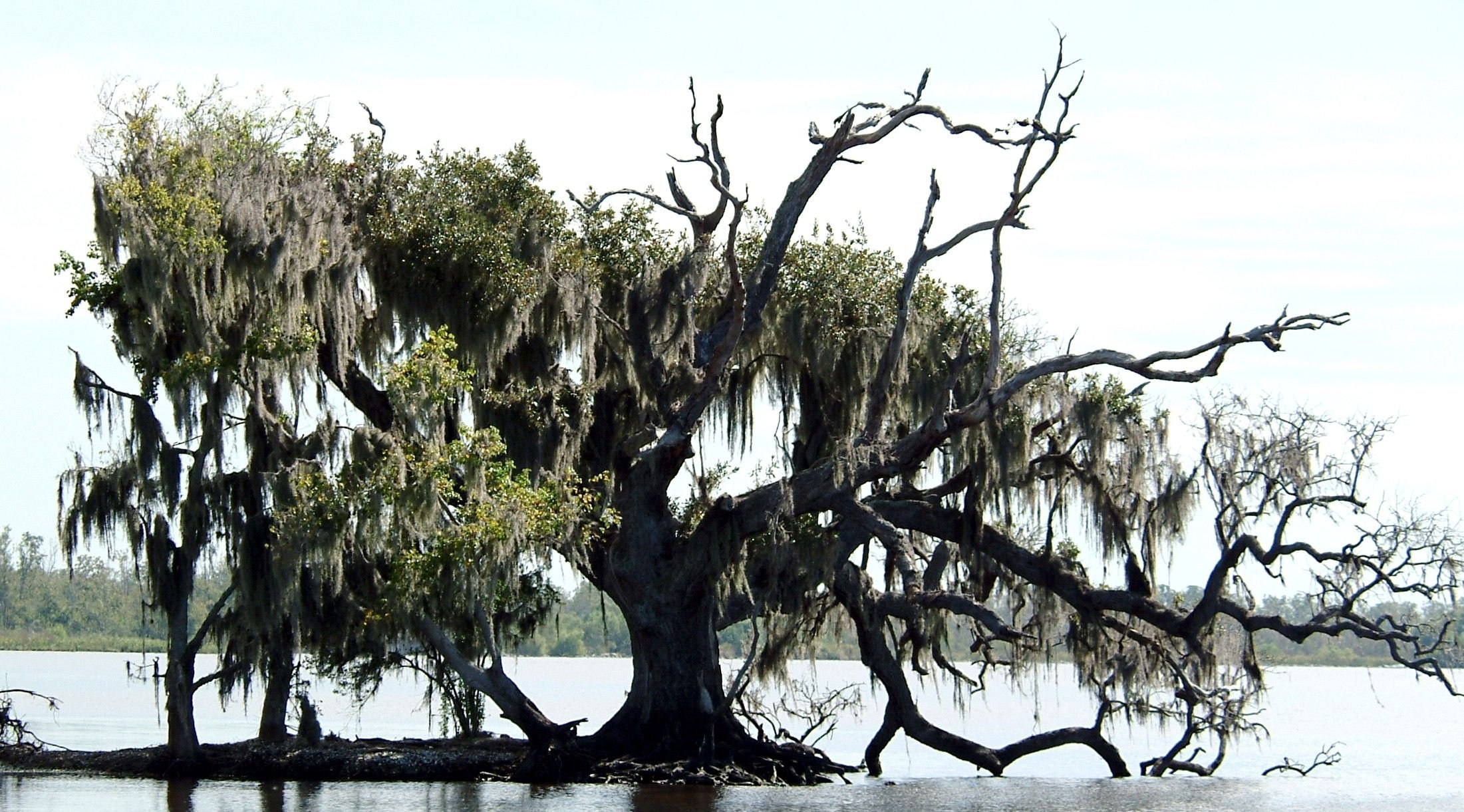 Болотистое дерево. Луизиана болото Манчак. Болота Луизианы деревья. Деревья в штате Луизиана. Гигантский Кипарис в Эверглейдс.