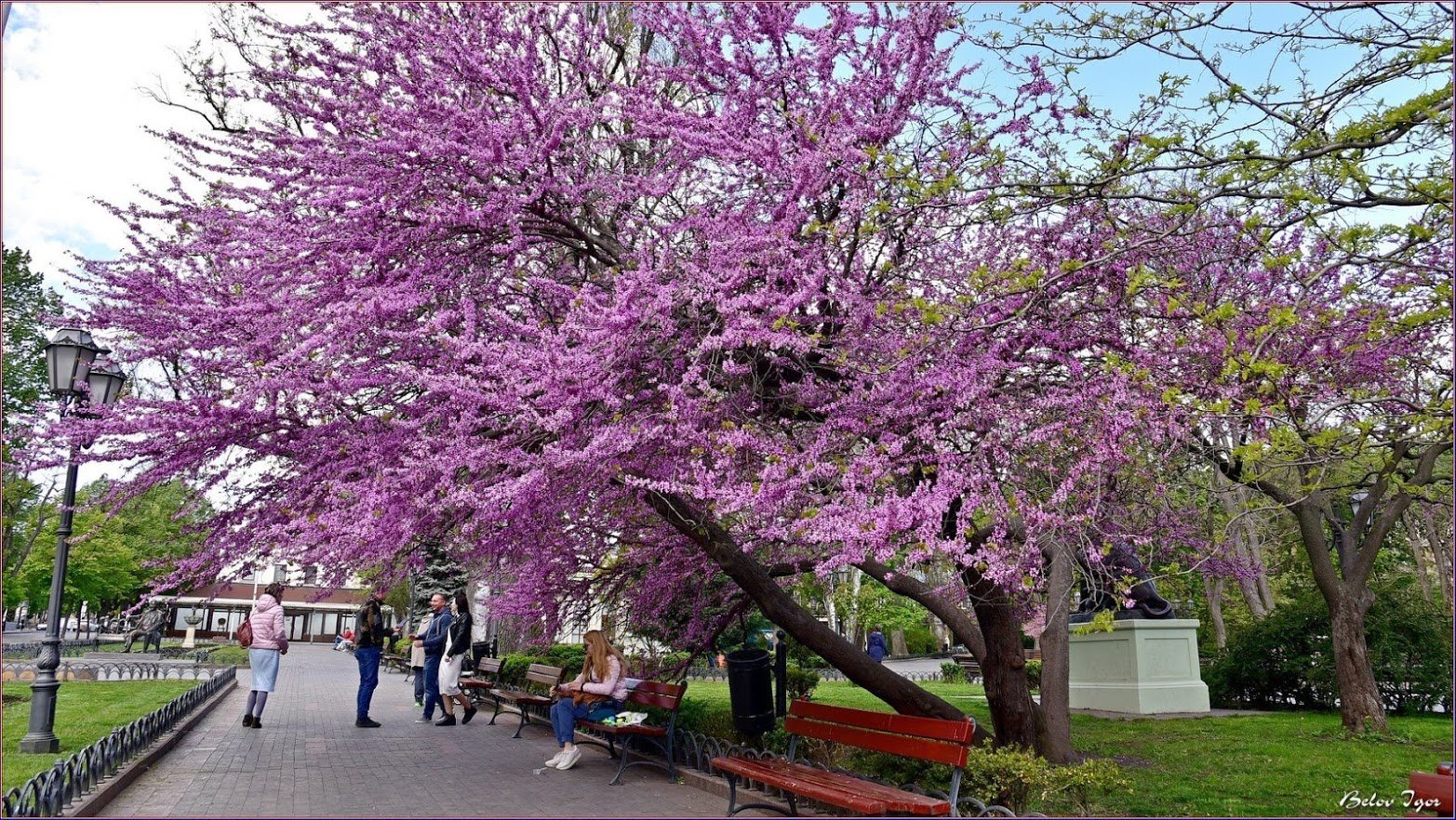 Иудино дерево Ялта. Иудина дерево Одесса. Цветущие деревья Стамбул Иудино дерево. Иудино дерево Душанбе. Иудово дерево фото и описание