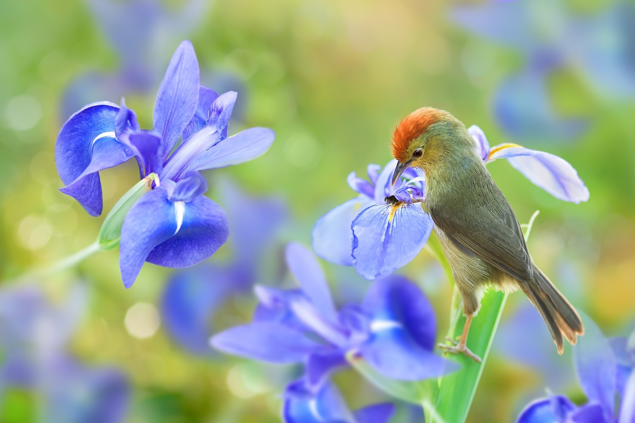 Птицы живущие в цветах. Красивые птички. Цветы и птицы. Природа птицы.