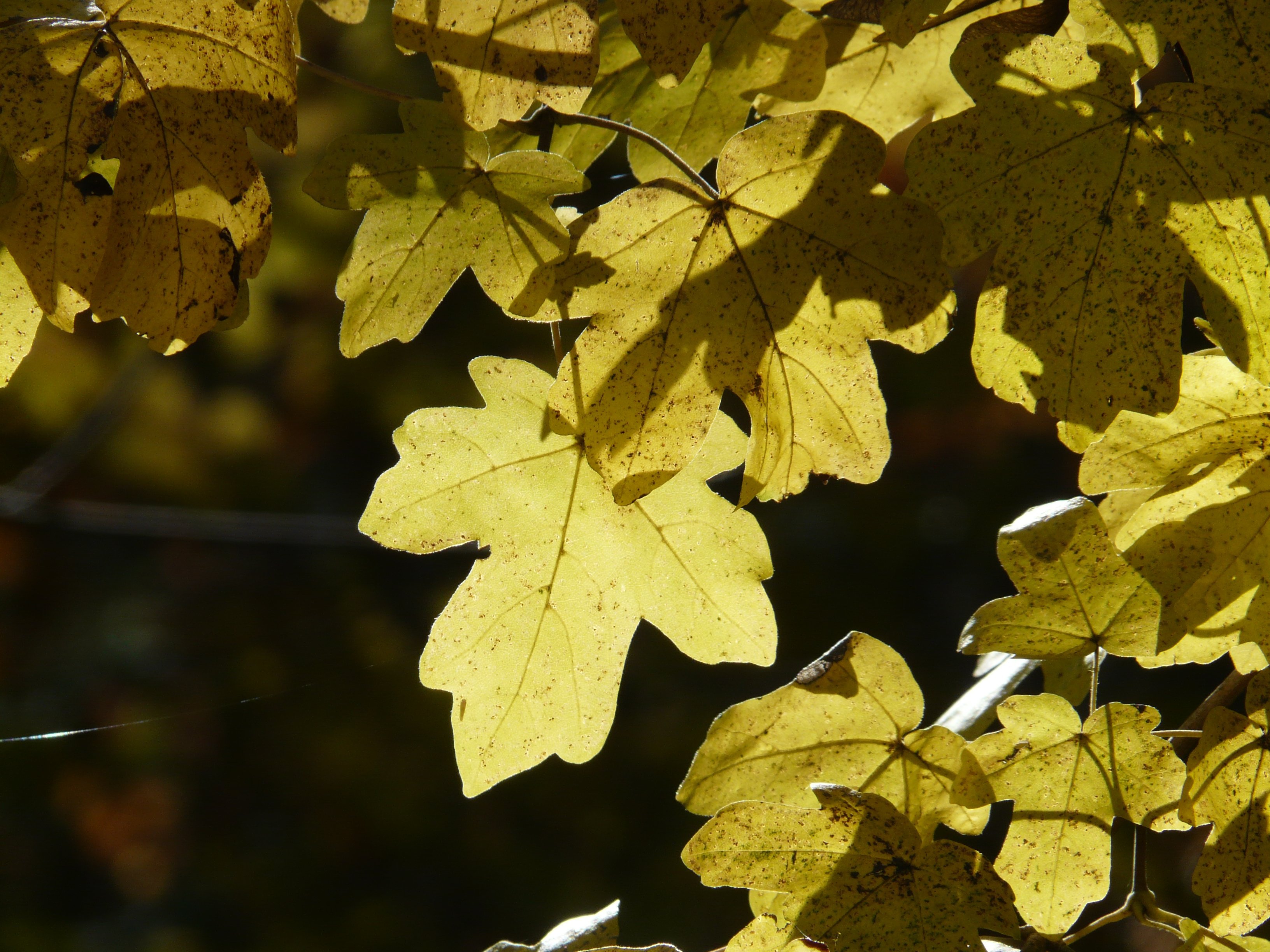 40 листьев. Клен полевой Acer Campestre. Acer Campestre клён полевой Carnival. Клен полевой Acer Campestre `Red Shine`. Клен полевой «Rozi».