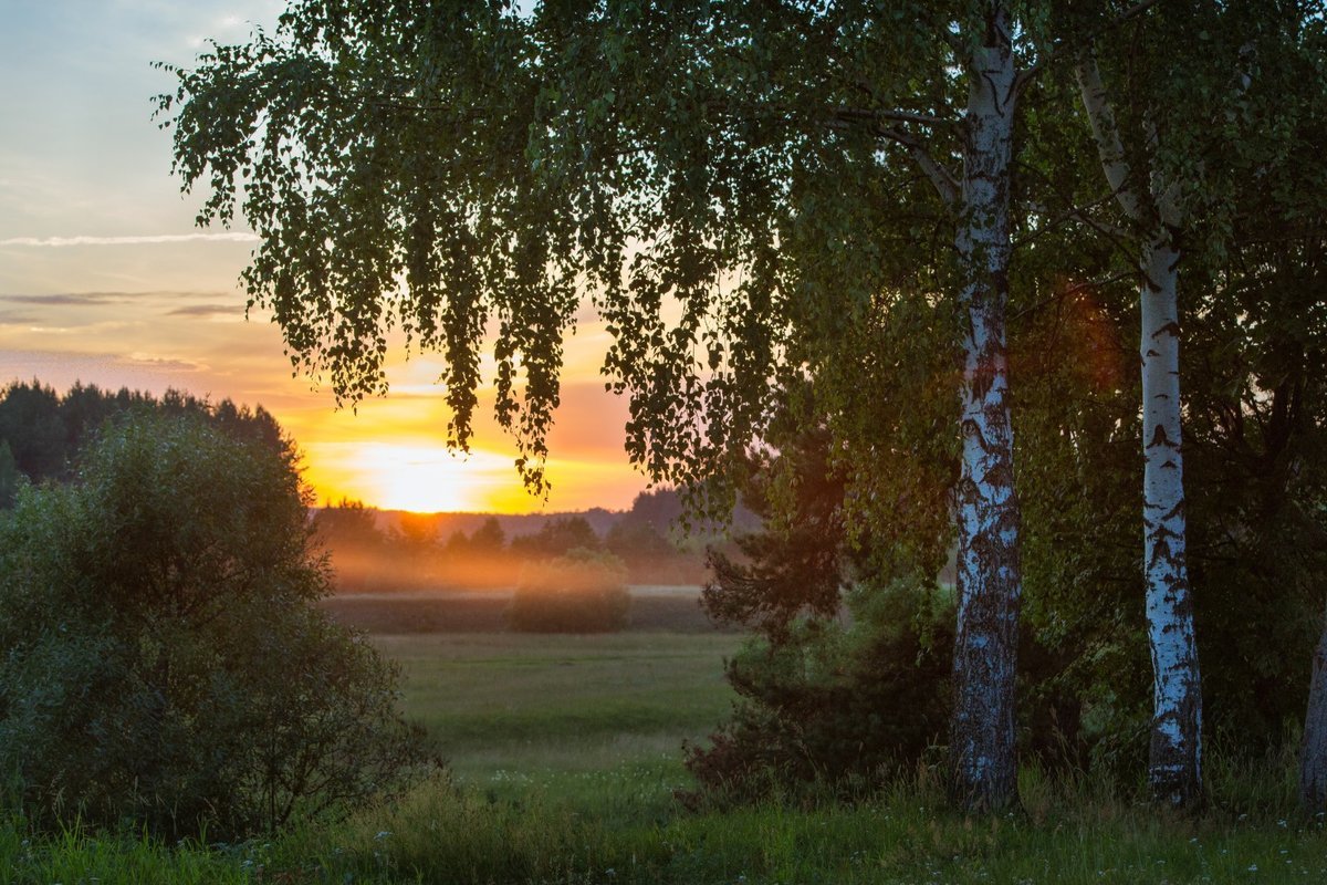 Природа лес река Березки