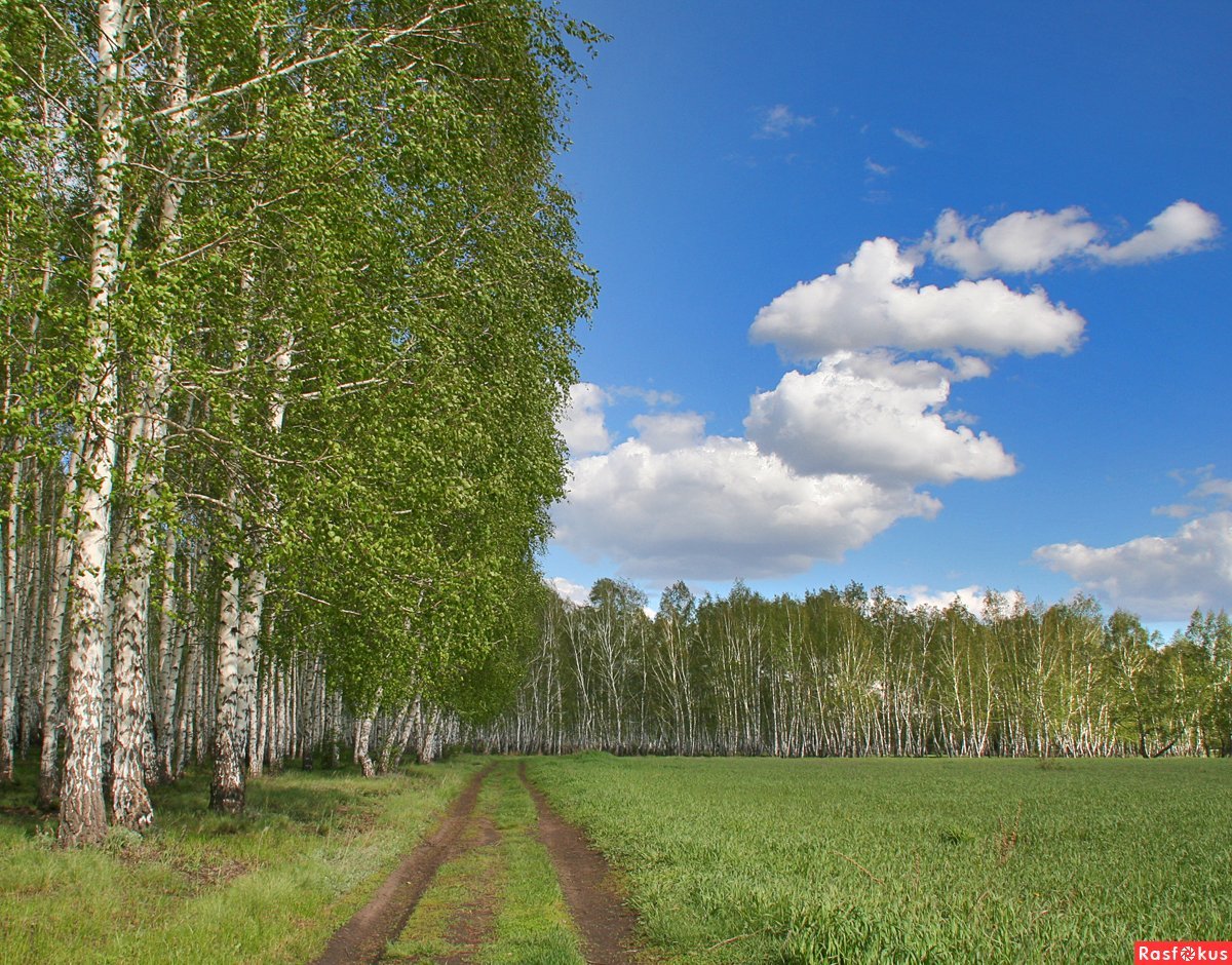 Все рязанские поля и березы