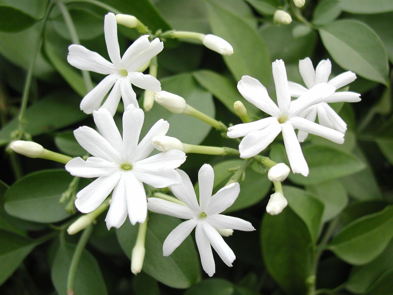 Цветок жасмина Jasminum