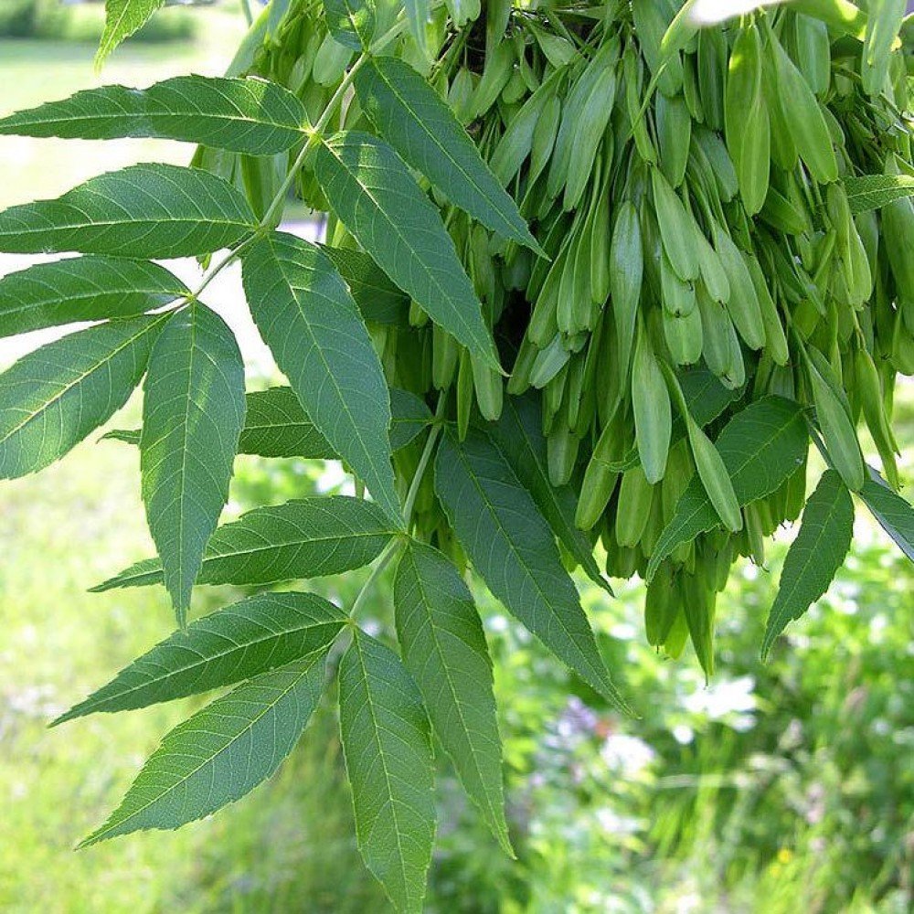 Ясеня томск. Ясень дерево. Fraxinus Excelsior. Ясень обыкновенный. Ясень Ива кора.