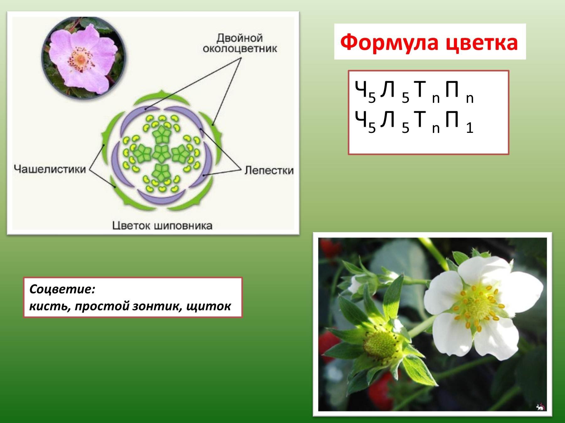Шиповник сложное или простое. Двудольные формула цветка и соцветие. Формула цветка семейства класса двудольные. Формулы цветков двудольных. Диаграмма цветка шиповника 6 класс биология.