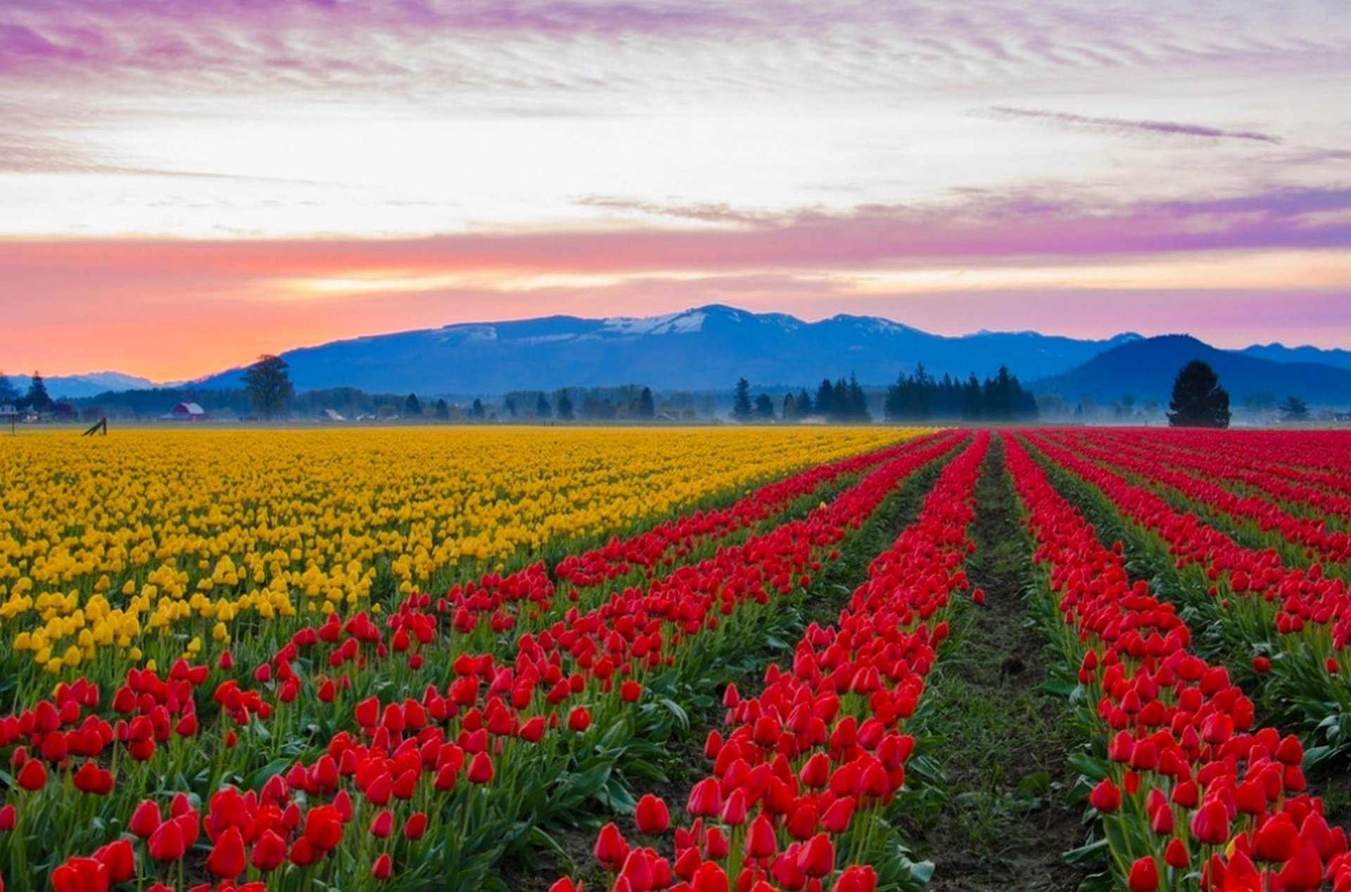 Поле тюльпанов. Долина Скагит штат Вашингтон. Поля тюльпанов Долины Скагит, Вашингтон. Долина Скагит-Вэлли в штате Вашингтон. Долина тюльпанов в Голландии.