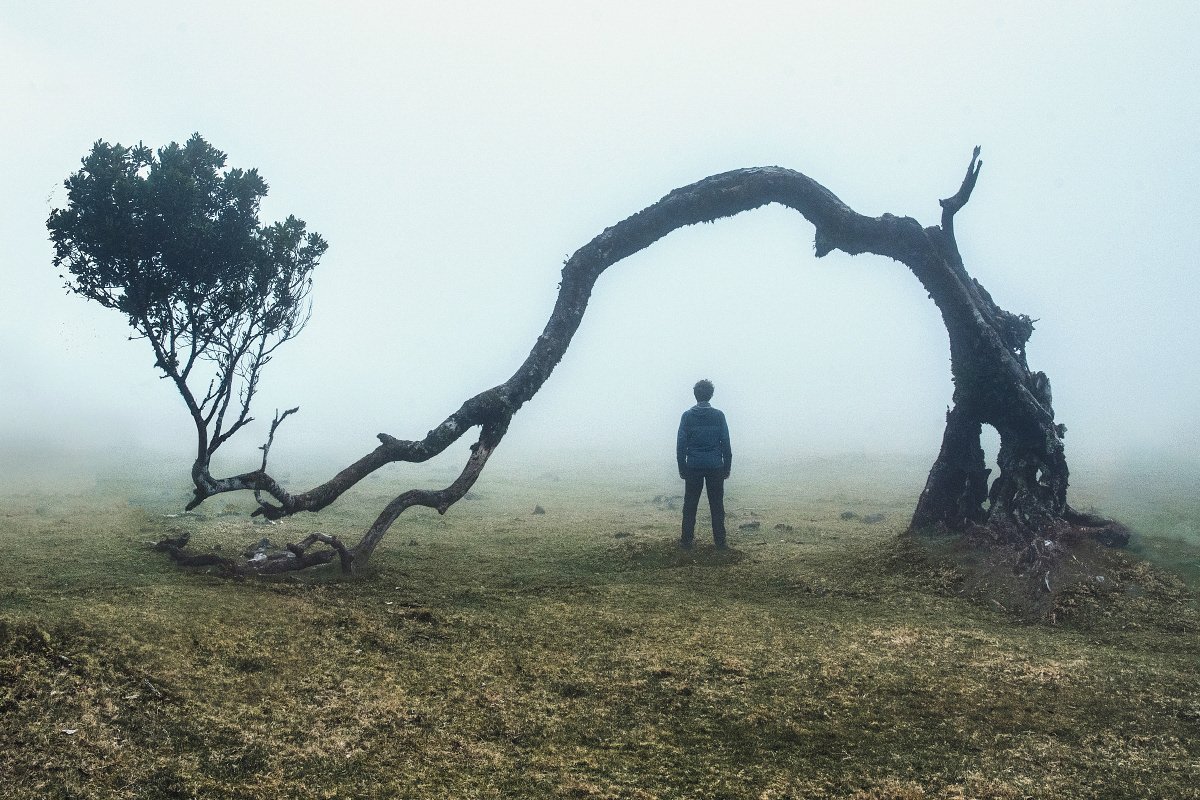 Кривое дерево. Пустое дерево. From the Fog Тотем.