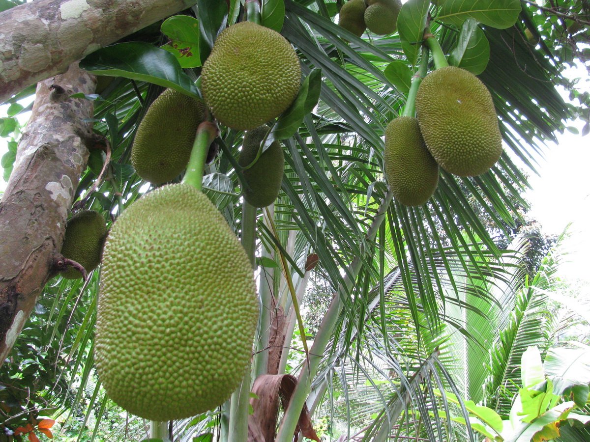 Хлебное дерево. Хлебное дерево (Artocarpus altilis, Breadfruit, pana). Соплодие хлебного дерева. Тихоокеанское хлебное дерево. Хлебное дерево новая Гвинея.