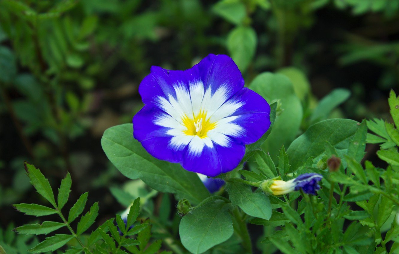 Mimulus Blue