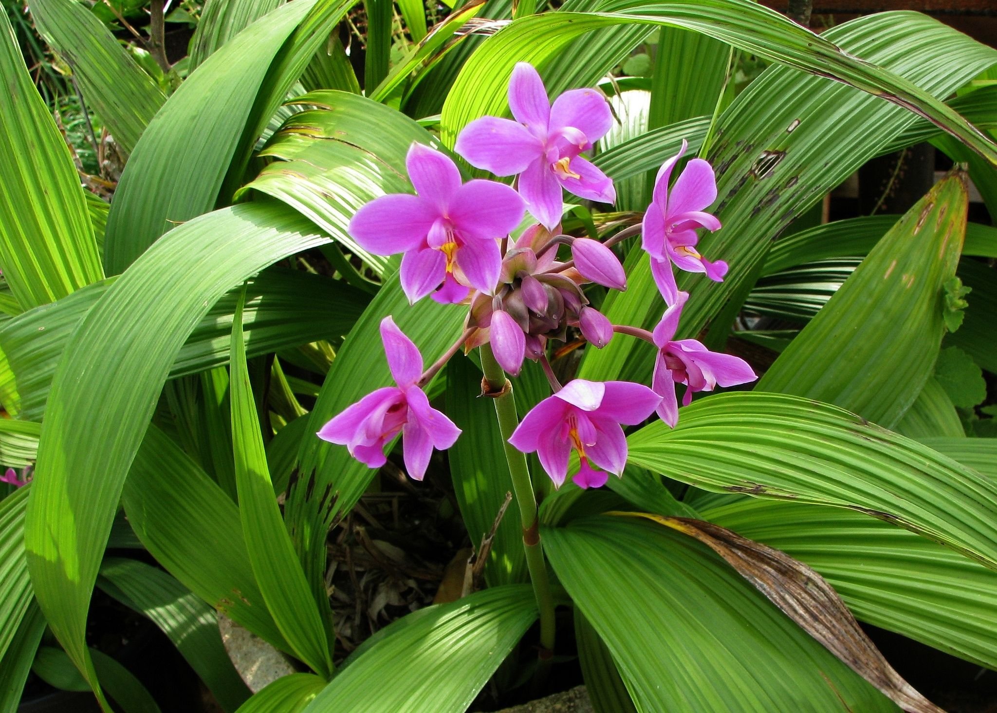 Орхидные виды
