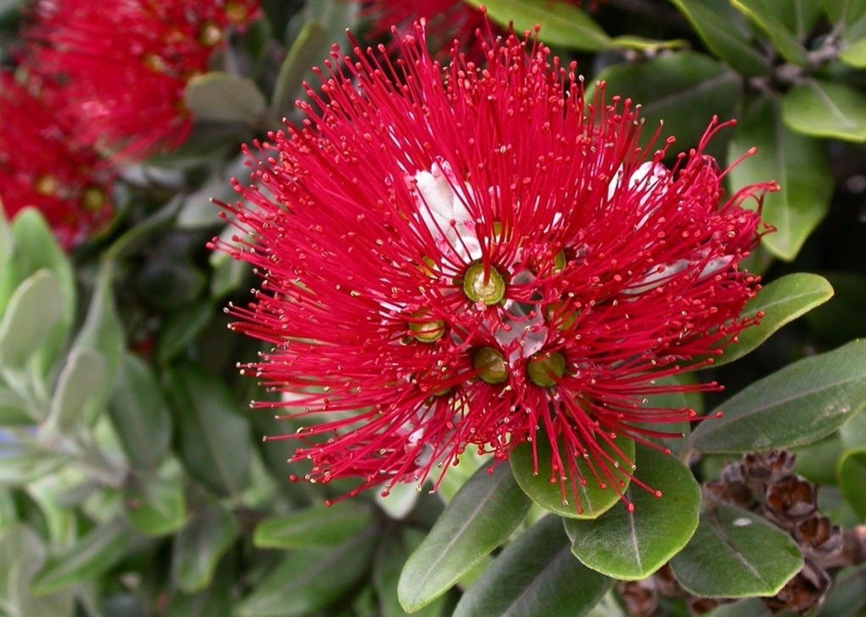 цветок кровь иисуса фото в новой зеландии википедия