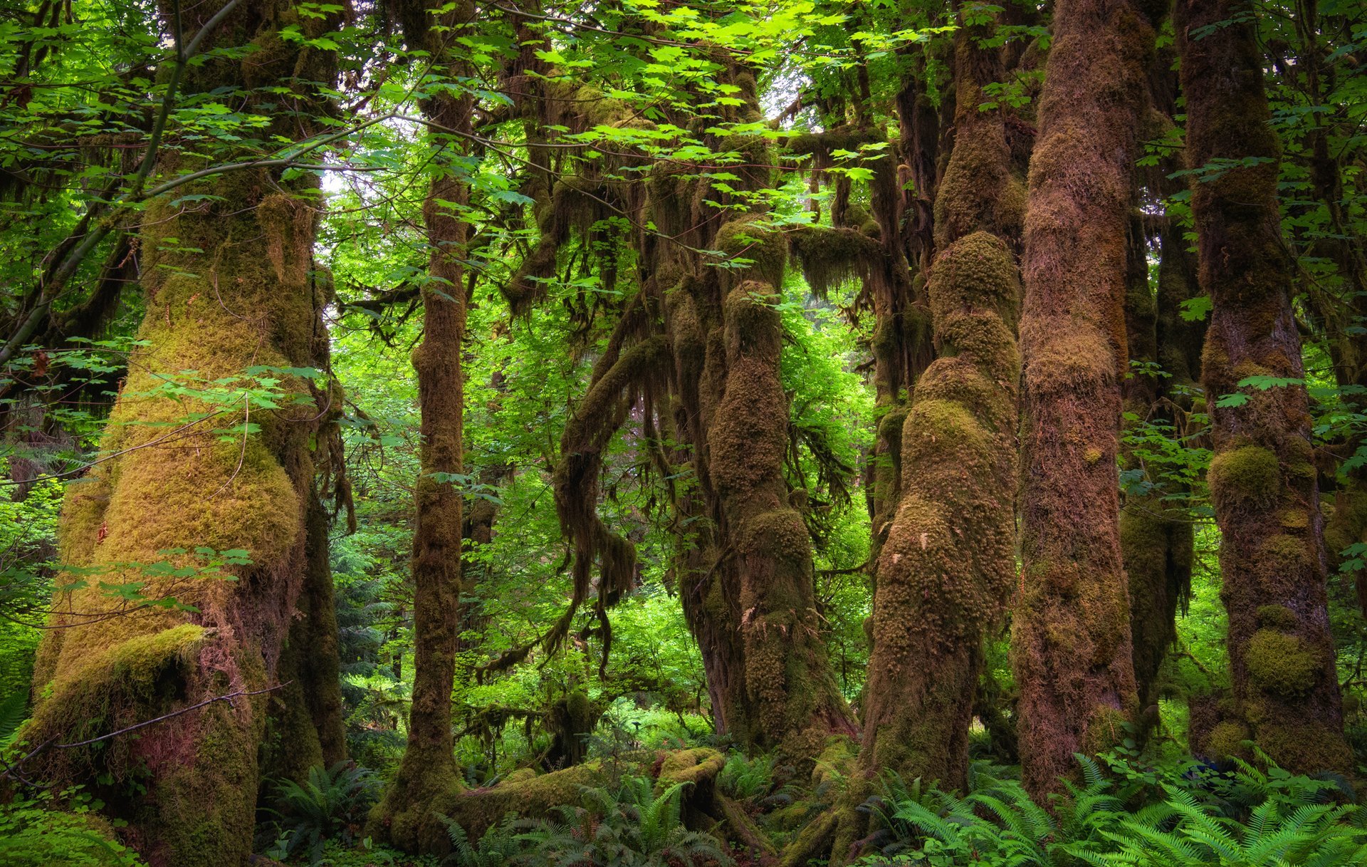 Природные зоны царство деревьев. Temperate coniferous Forest. Тропические деревья. Джунгли деревья. Мох в тропиках.