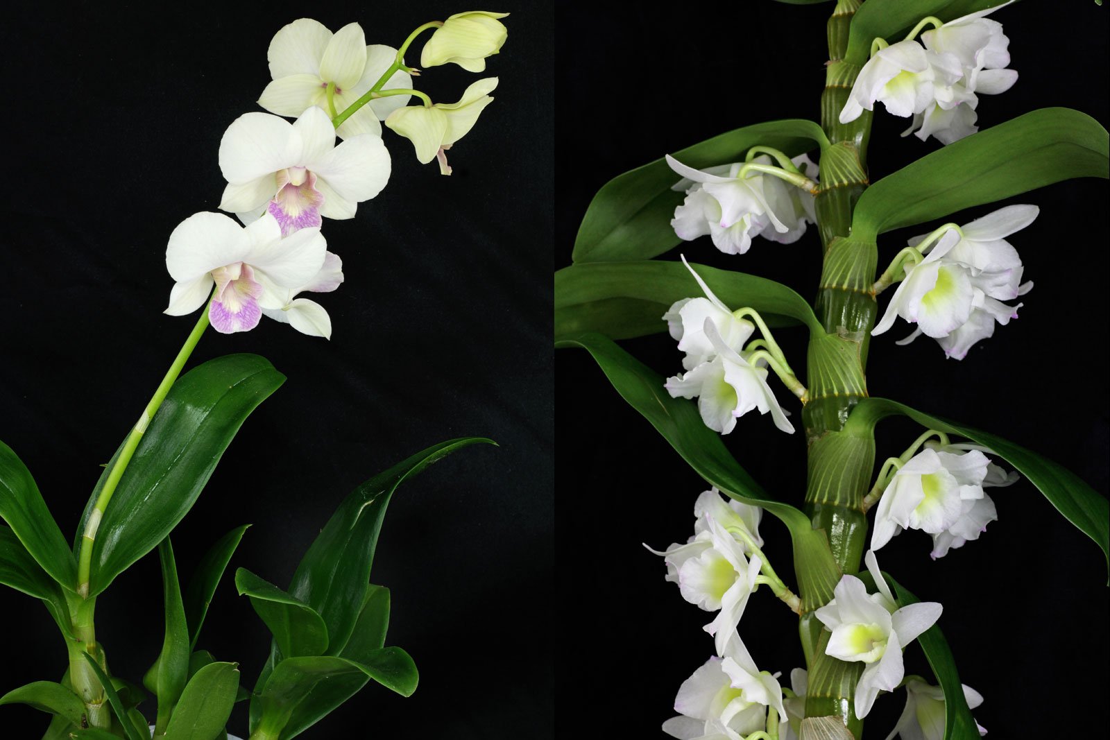 Сорта и разновидности орхидей - 79 фото