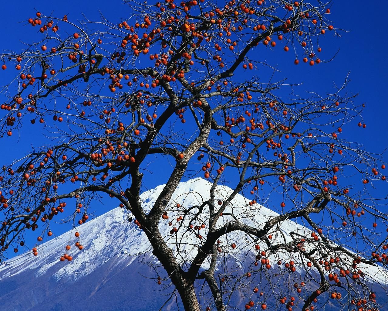 Хурма зимой. Японская хурма. Хурма дерево. Хурма в Сочи. Снежная хурма Япония.