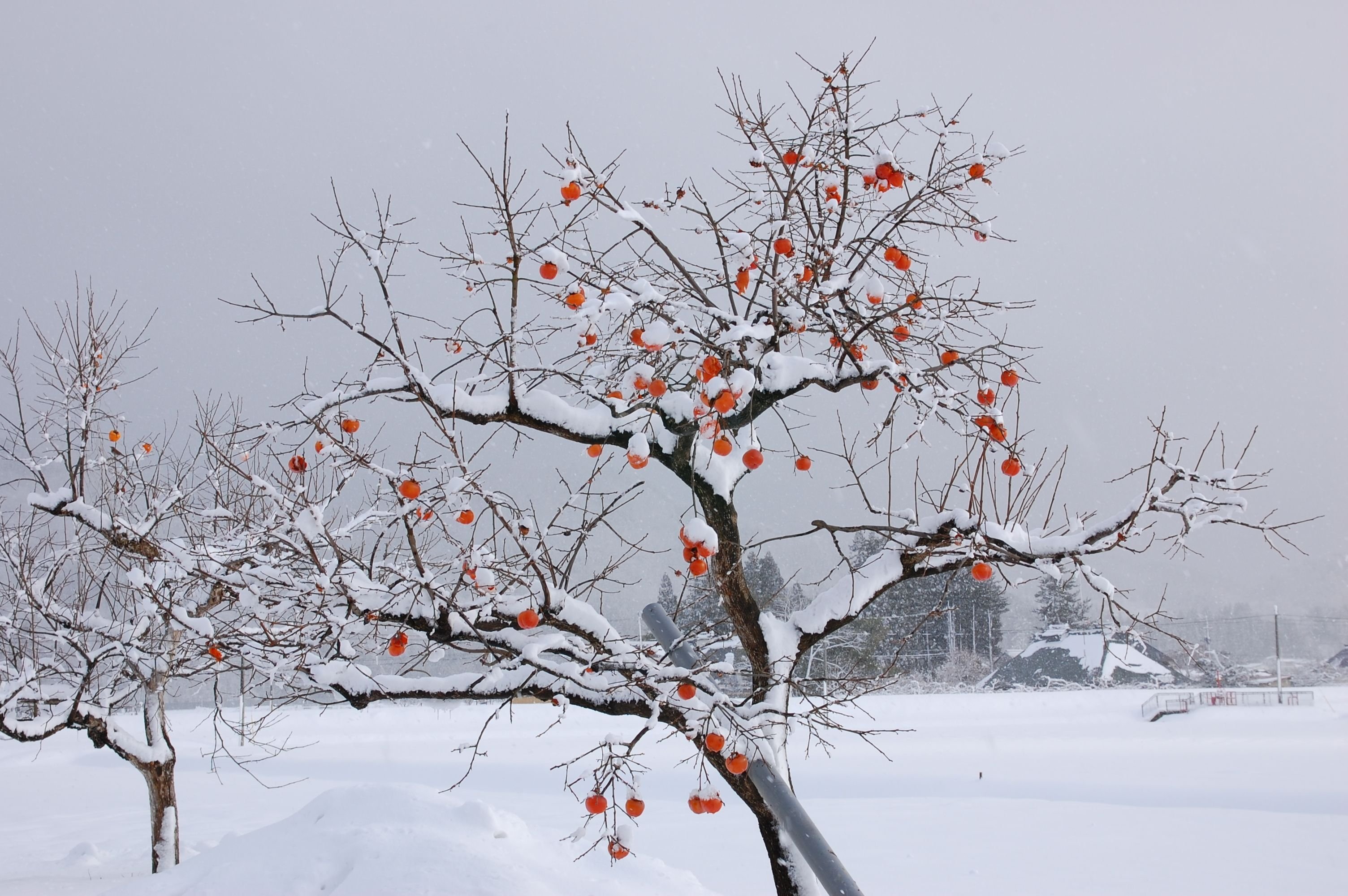 Хурма зимой. Китайское дерево зимние. Хурма дерево зима. Хурма на дереве зимой. Дерево апрельский снег в Китае.