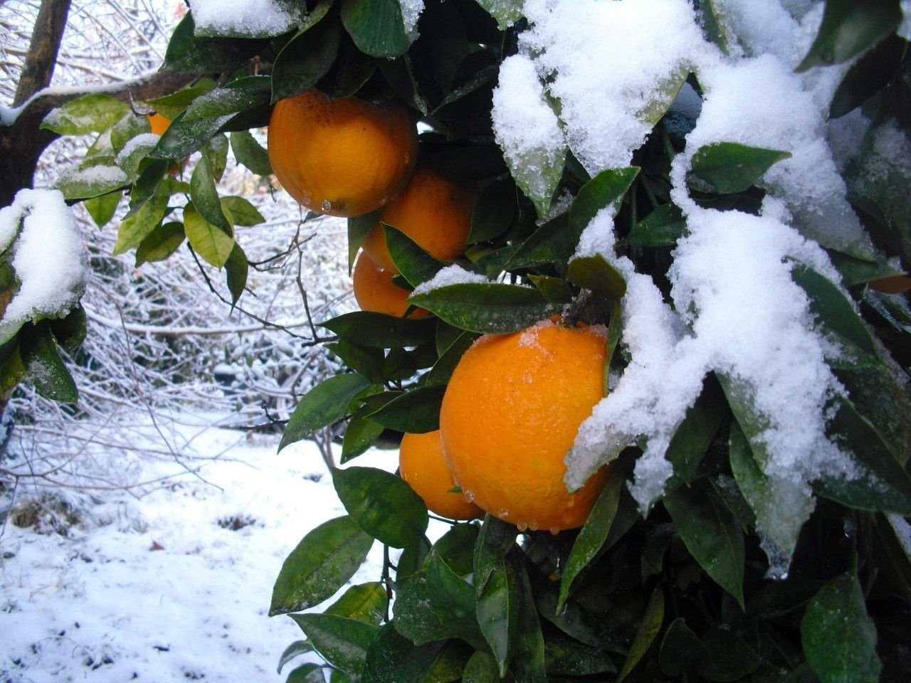 Мандарины на зиму. Абхазия зима мандарины. Хурма Абхазия декабрь. Сад мандариновый Абхазия декабрь. Абхазия зимой мандарины.