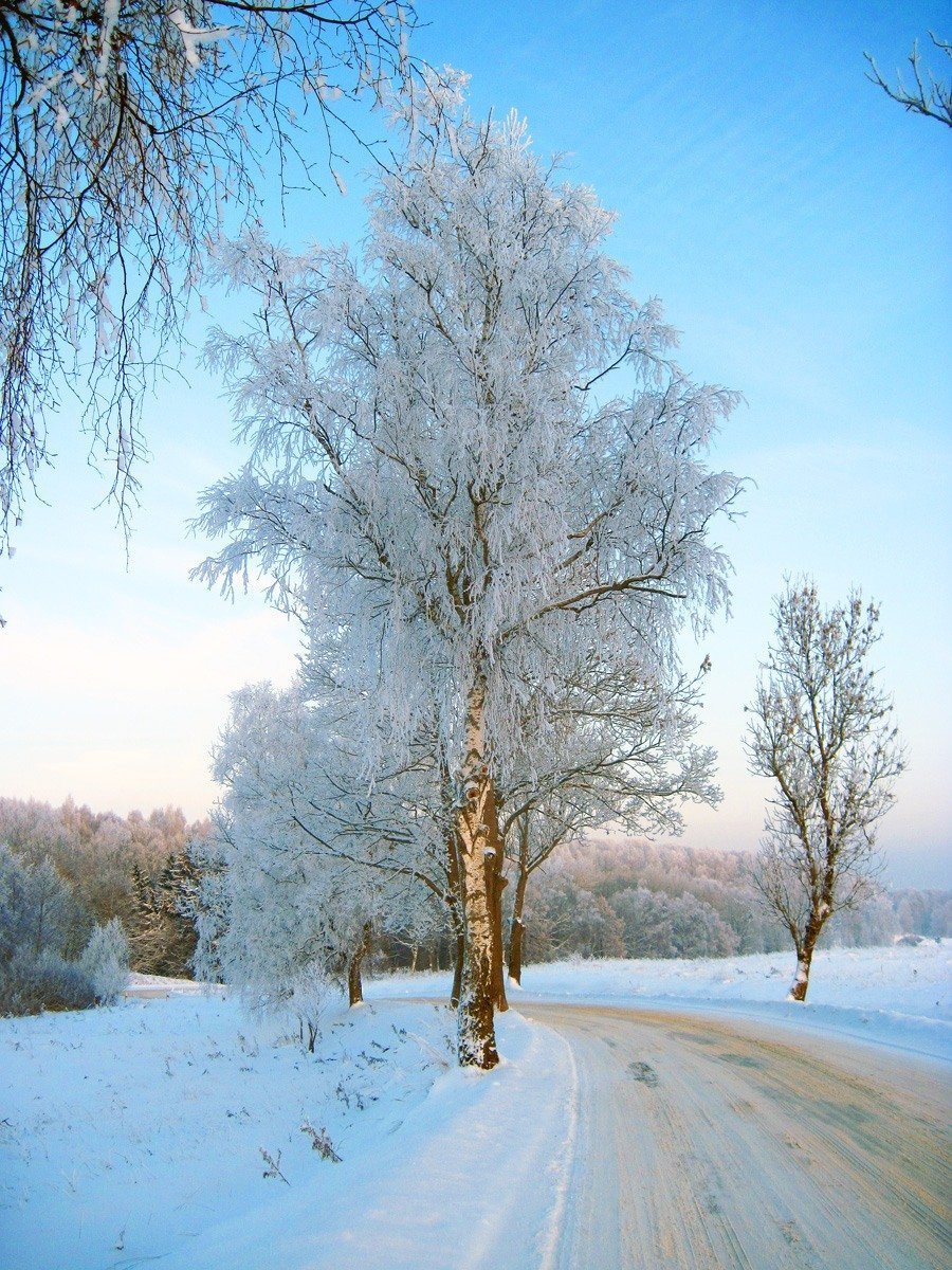 Береза в инее