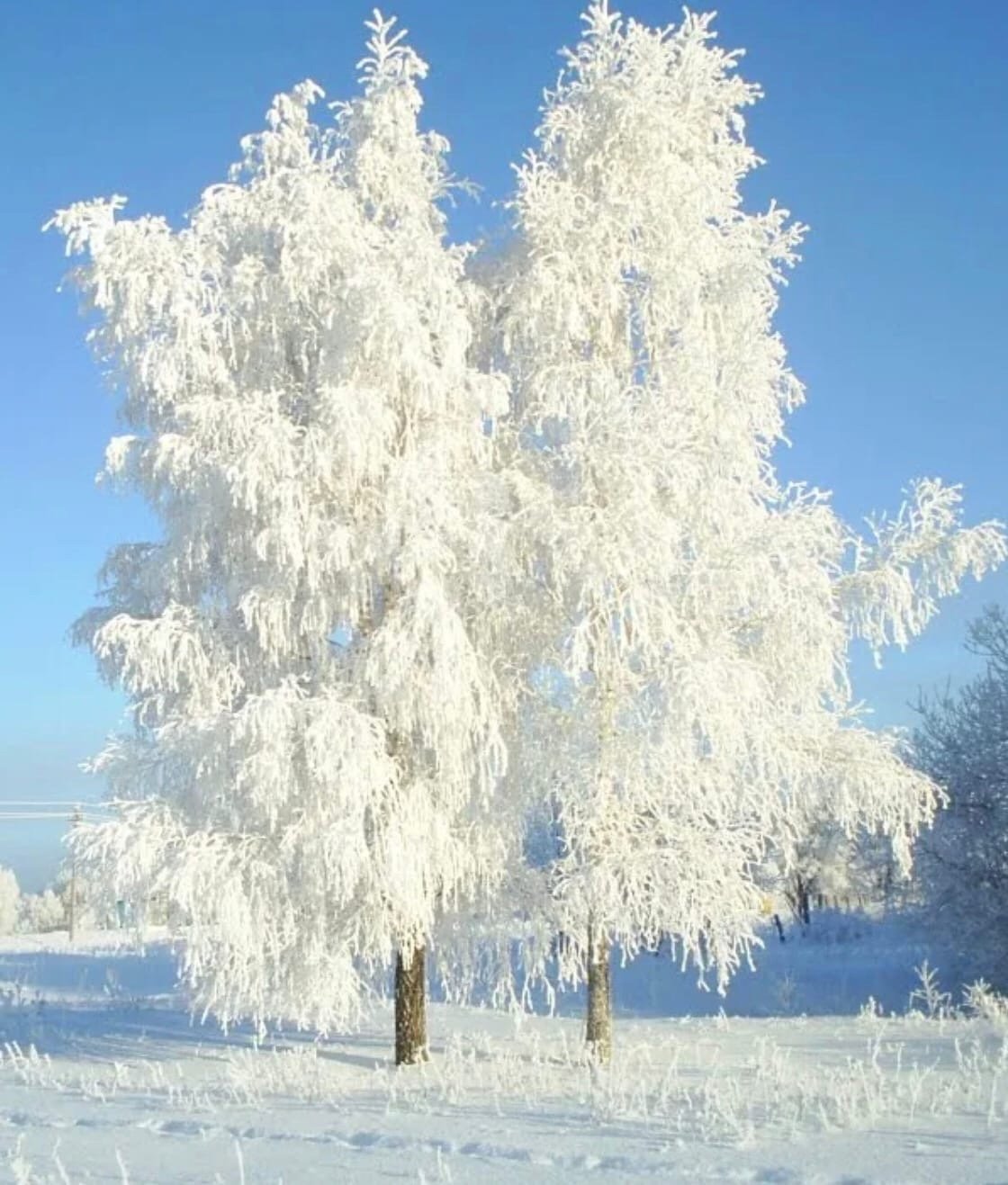 Песня белые деревья белая зима