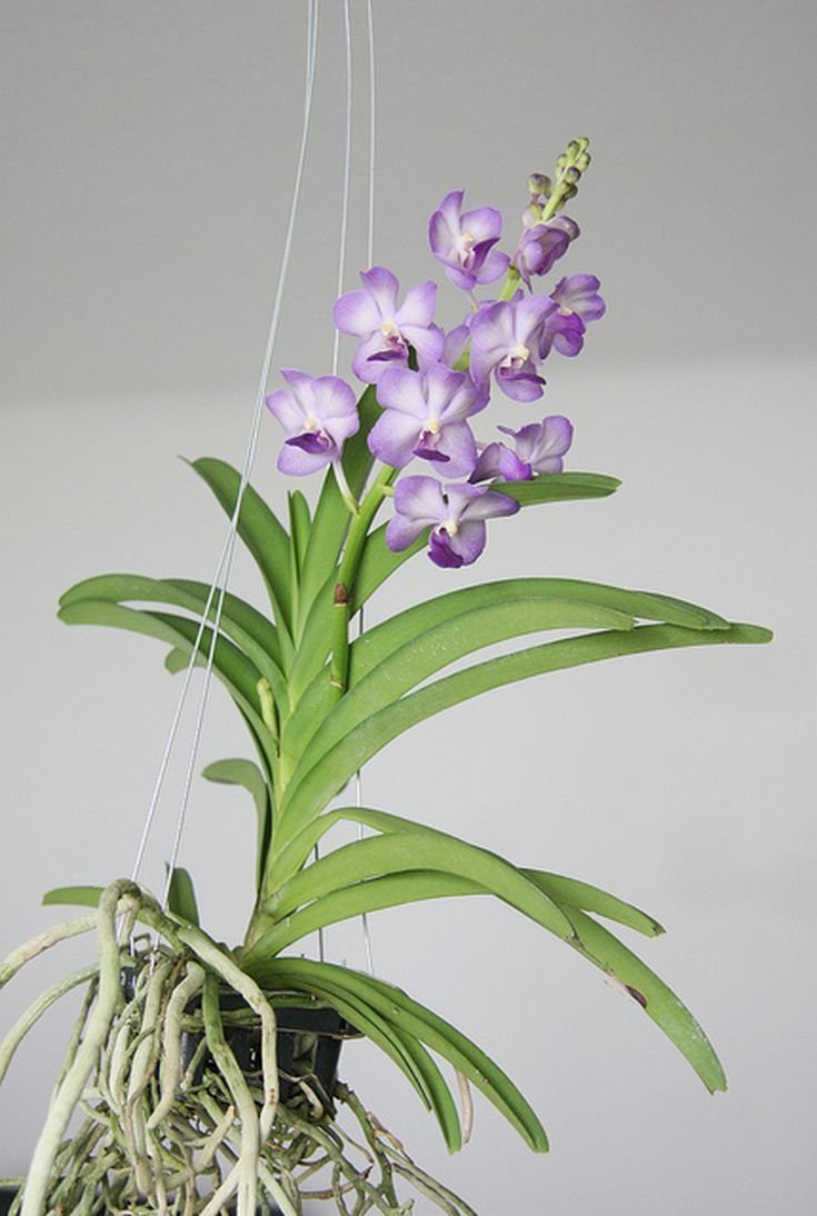 Редкие сортовые орхидеи фаленопсис