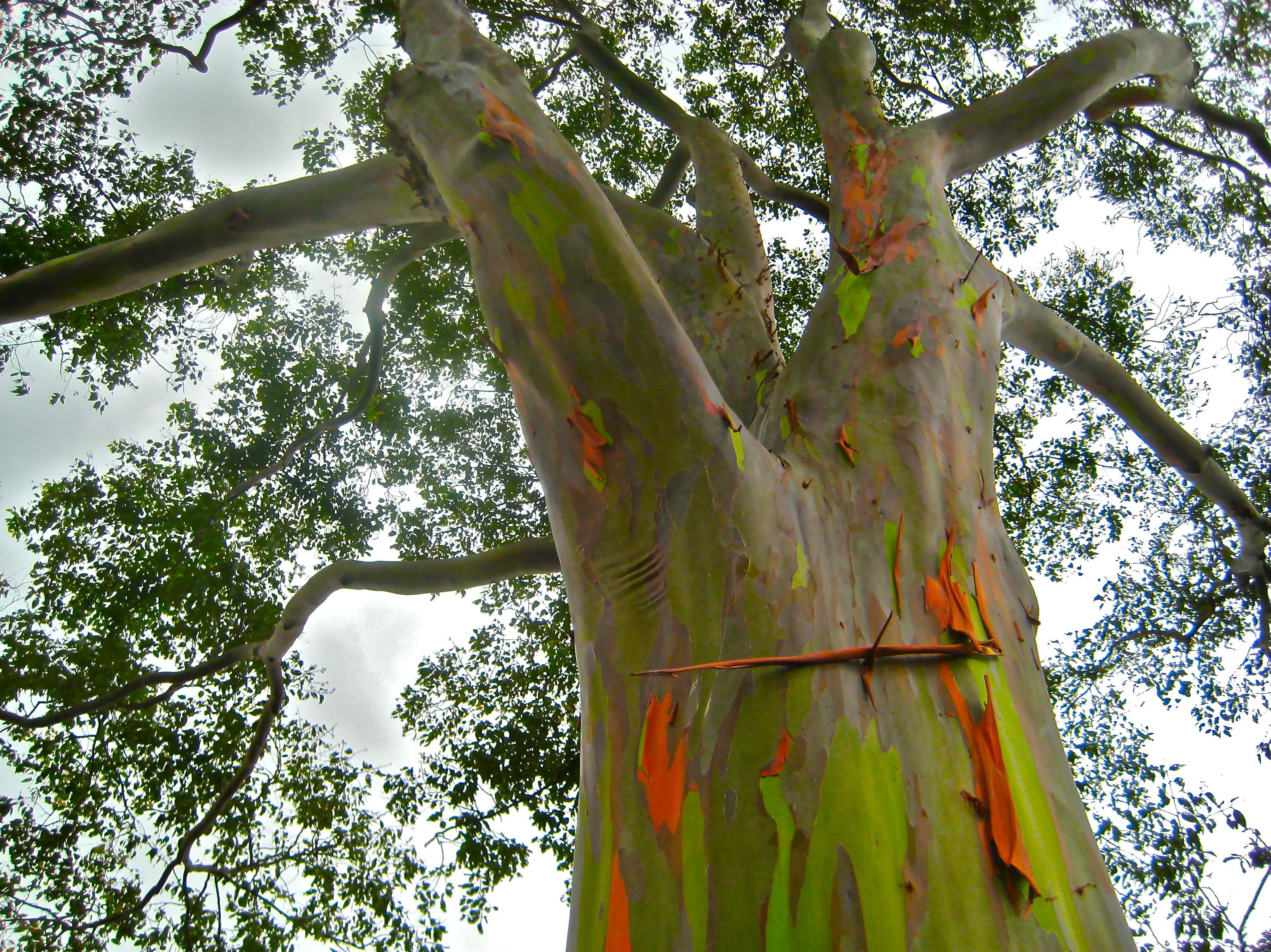 Также дерево является. Радужный эвкалипт (Eucalyptus deglupta. Радужный эвкалипт с острова Минданао. Радужный эвкалипт Гавайи. Радужный эвкалипт в Австралии.