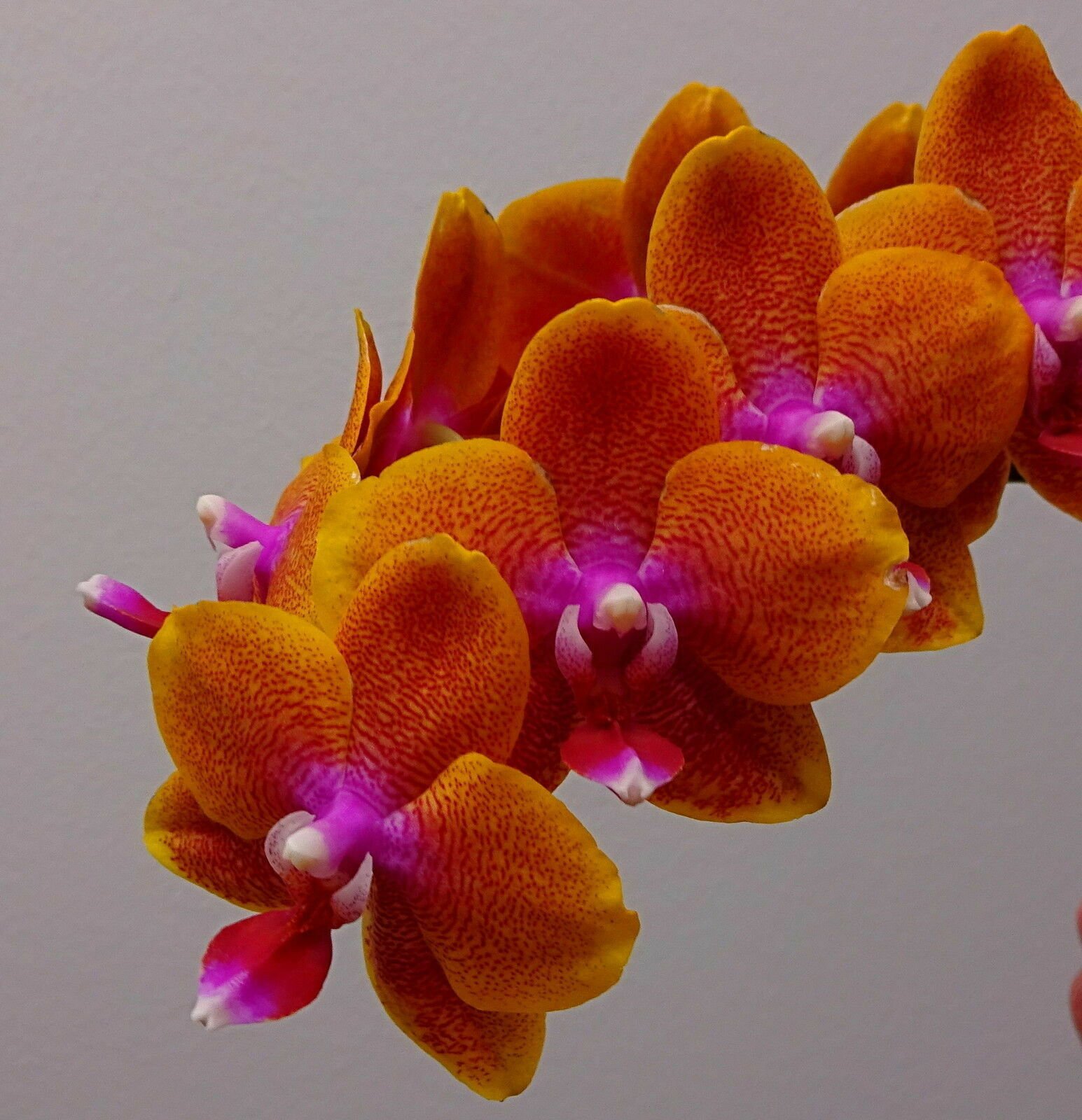 Phal orange. Фаленопсис оранж. Орхидея фаленопсис оранж. Фаленопсис оранж блоссом. Фаленопсис Sunrise.