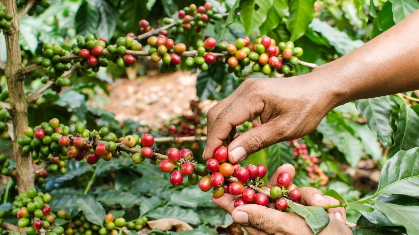 Как вырастить кофейные зерна. Кофейные плантации в Бразилии. Кофейное дерево Аравийское. Коста Рика кофейные плантации. Кофейное дерево Бразилия.