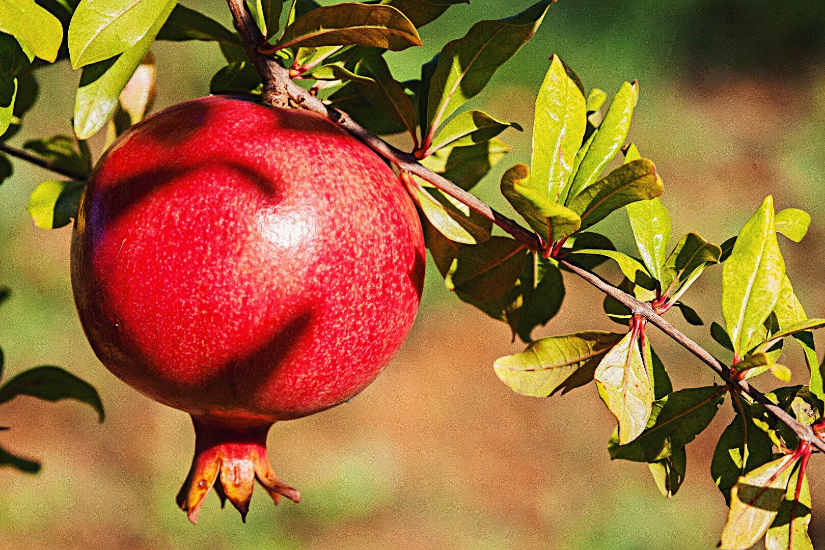 Как называется гранат. Гранат Punica granatum. Гранат (гранатник) обыкновенный. Гранатник (Гранатовое дерево) обыкновенный. Гранат Никитский ранний.