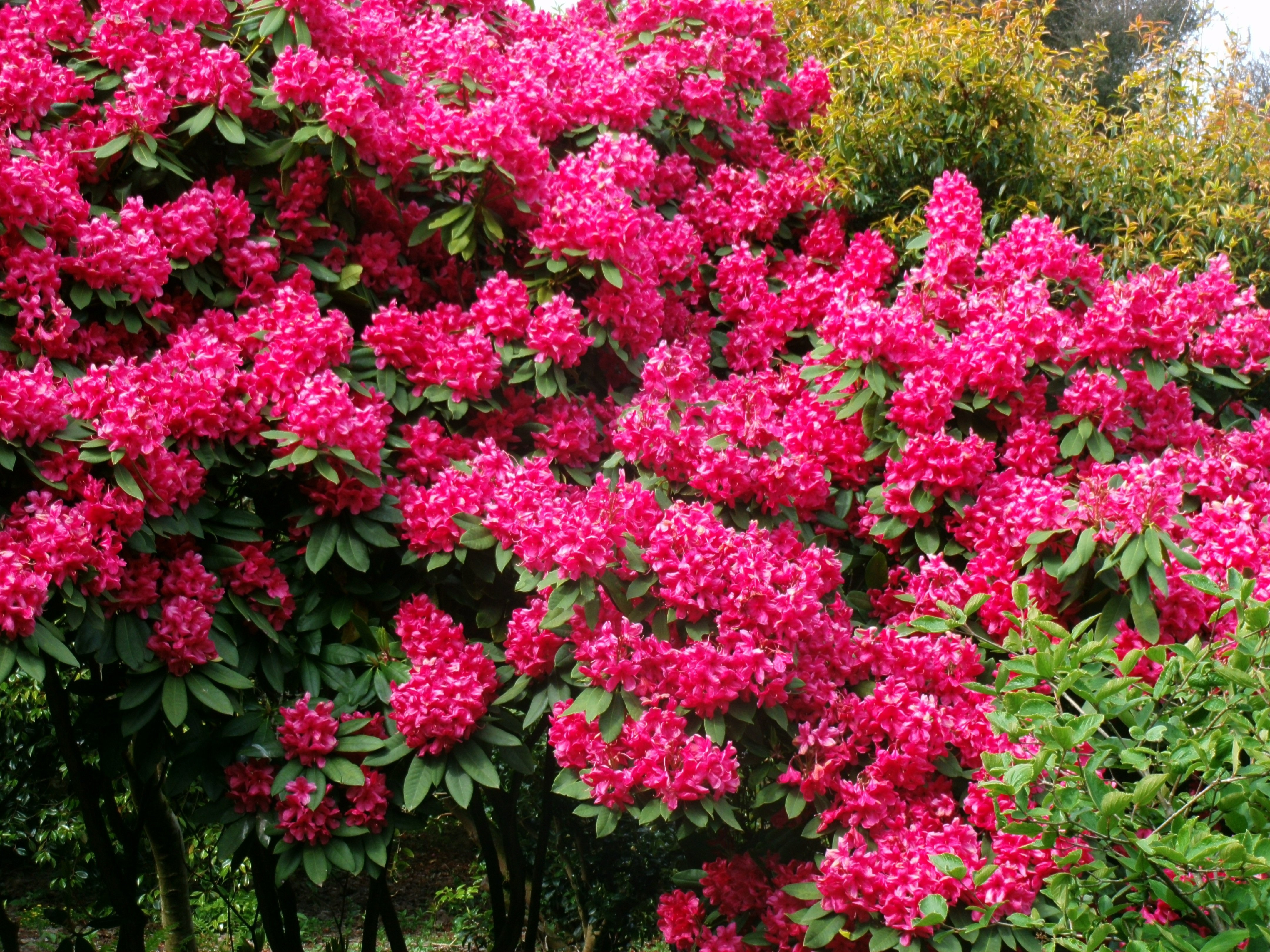 Розовые цветущие кустарники весной. Рододендрон спирея. Кальмия, будлея, рододендрон, кизильник. Рододендрон Буш.