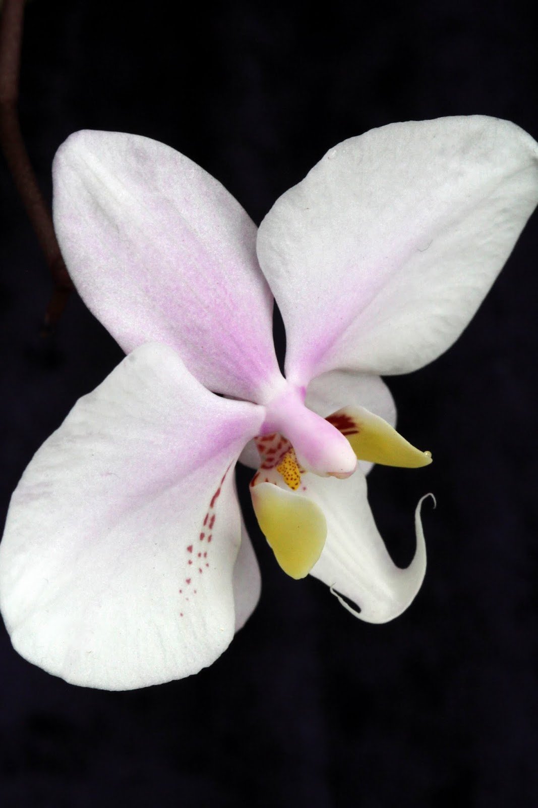 Орхидея Phalaenopsis philippinensis