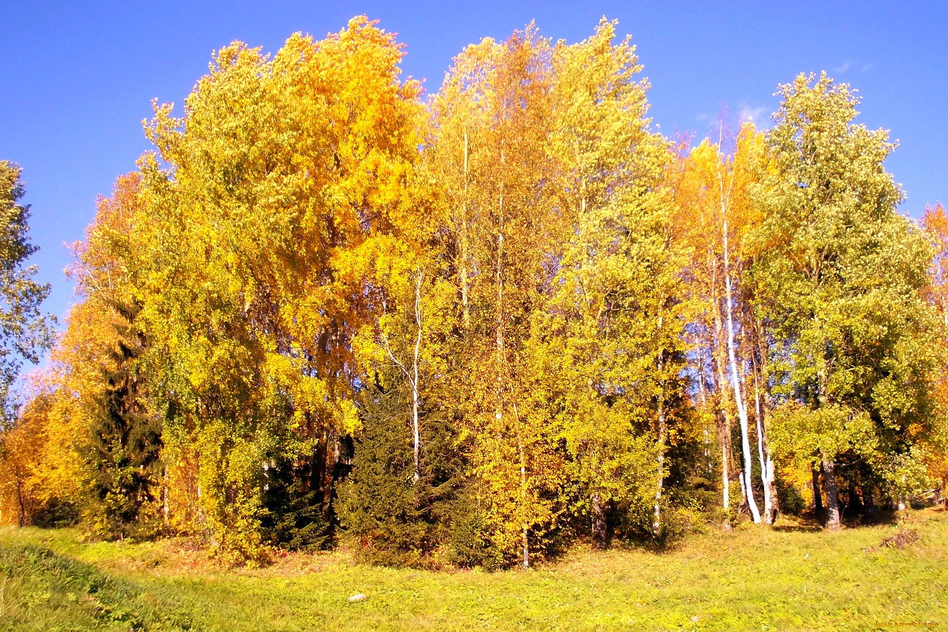 Березка пожелтела. Осенняя береза. Береза осенью. Осенний лес. Золотая осень березы.