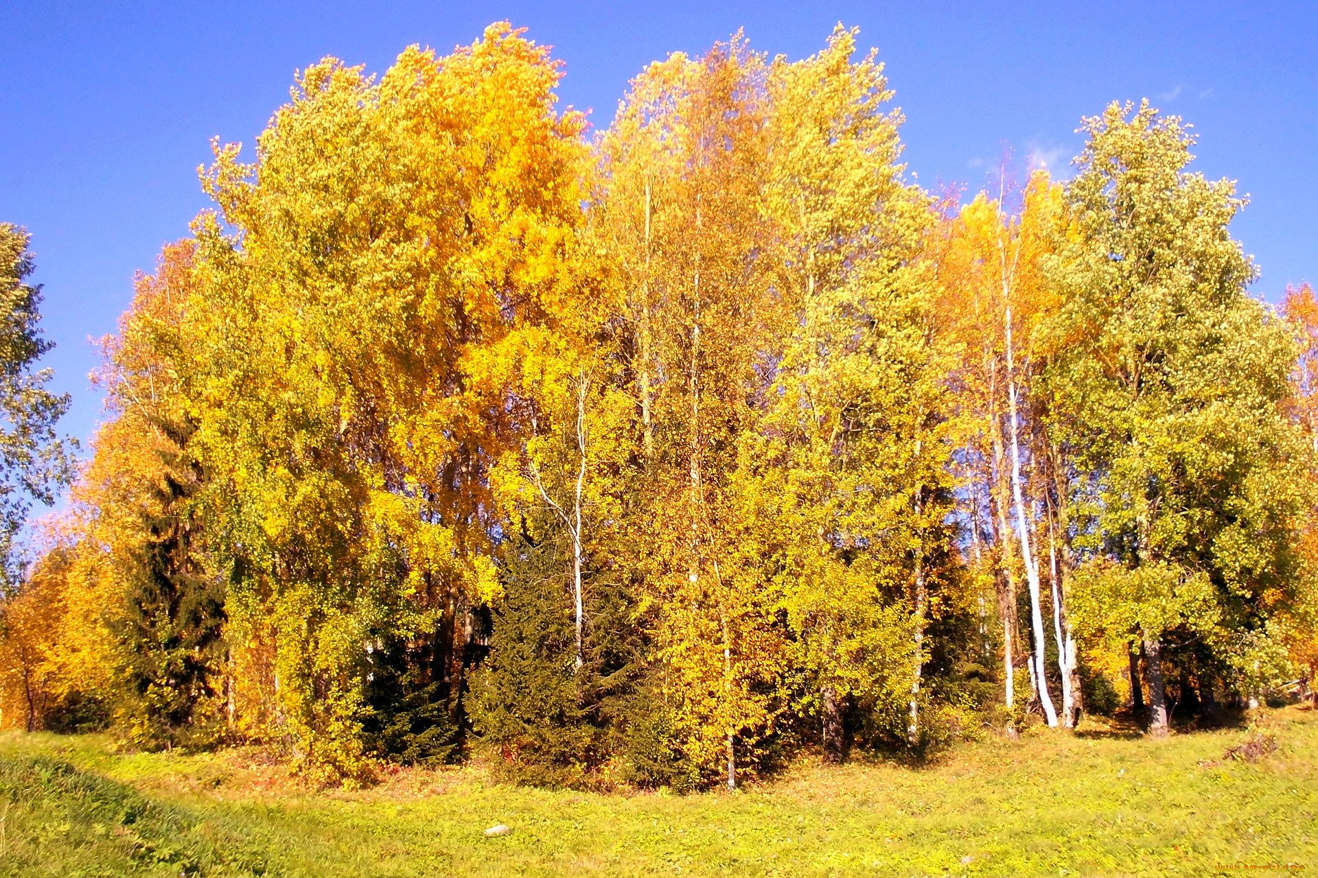 Природа в разное время года. Береза осенью. Осенний лес. Береза ранней осенью. Осенний березовый лес.