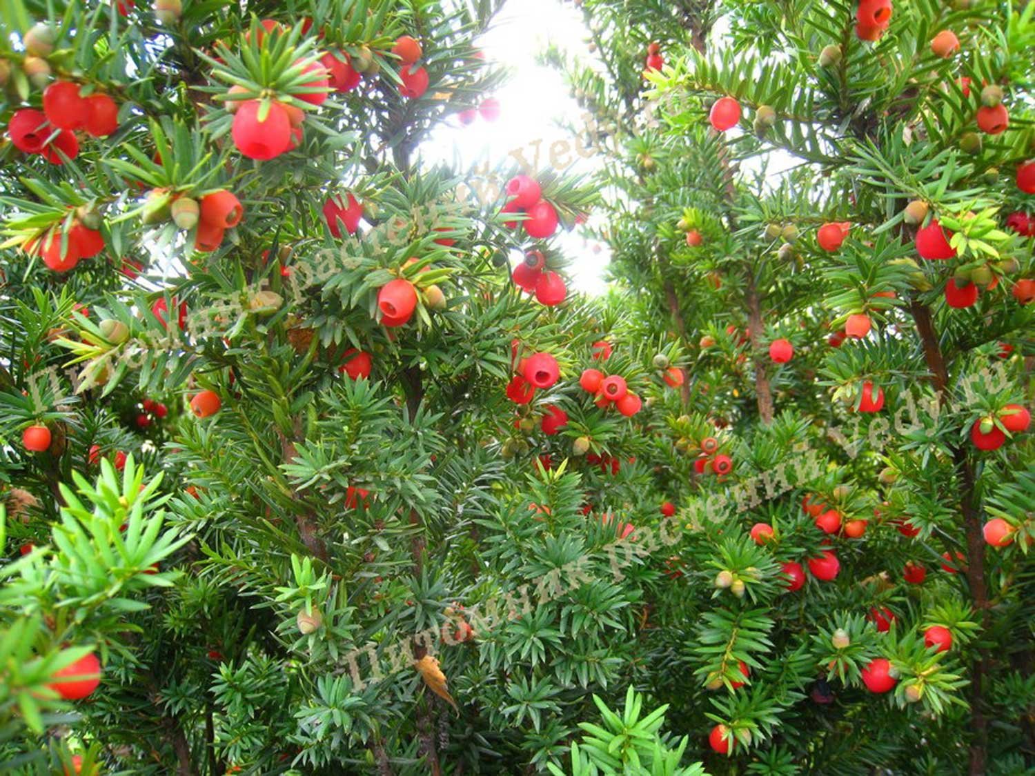 Тис это. Тис ягодный Taxus baccata. Тисс ягодный (Taxus baccata. Тисс ягодный (Taxus baccata) 'Amersfoort'. Тис хвойное дерево.