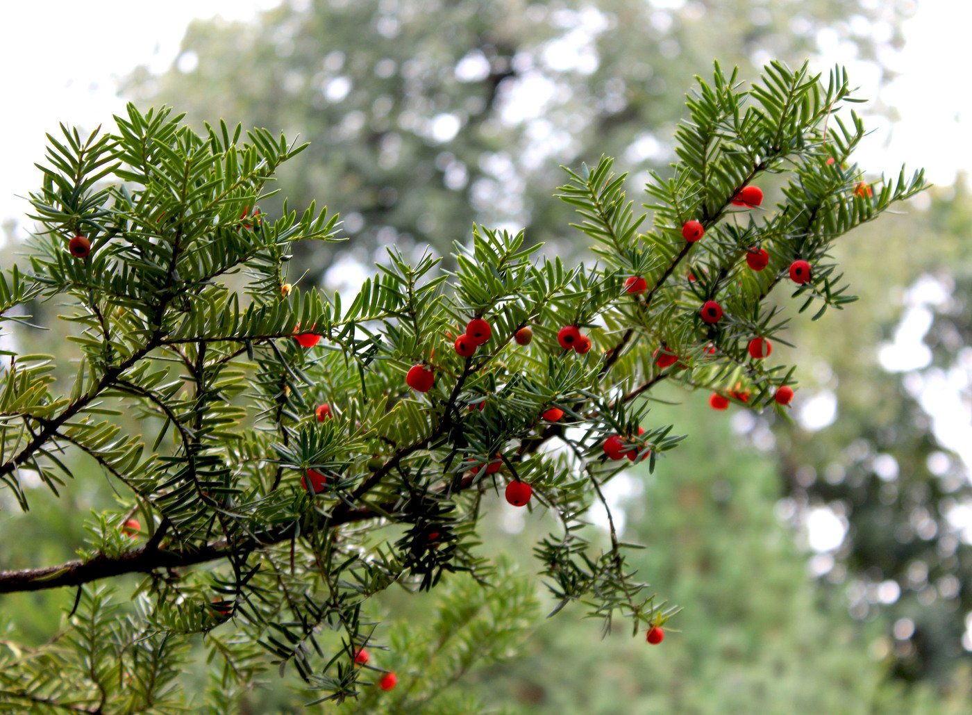 Тис фото. Тисс Taxus baccata. Тис ягодный (Taxus baccata David p9). Хвойник тис ягодный. Хвойный кустарник Тисс.