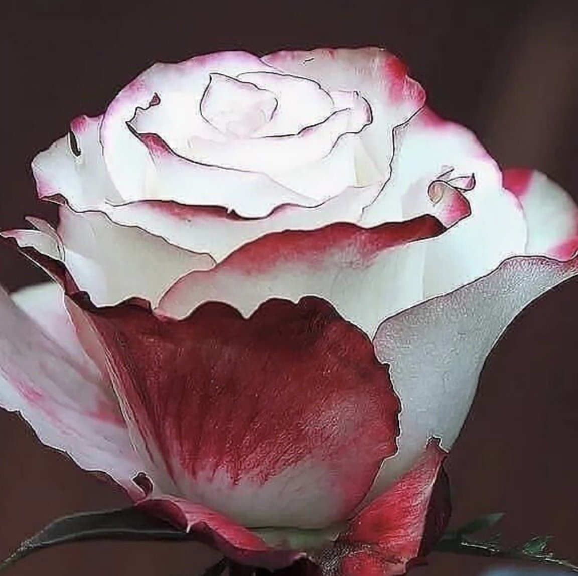 Розы бело красные название