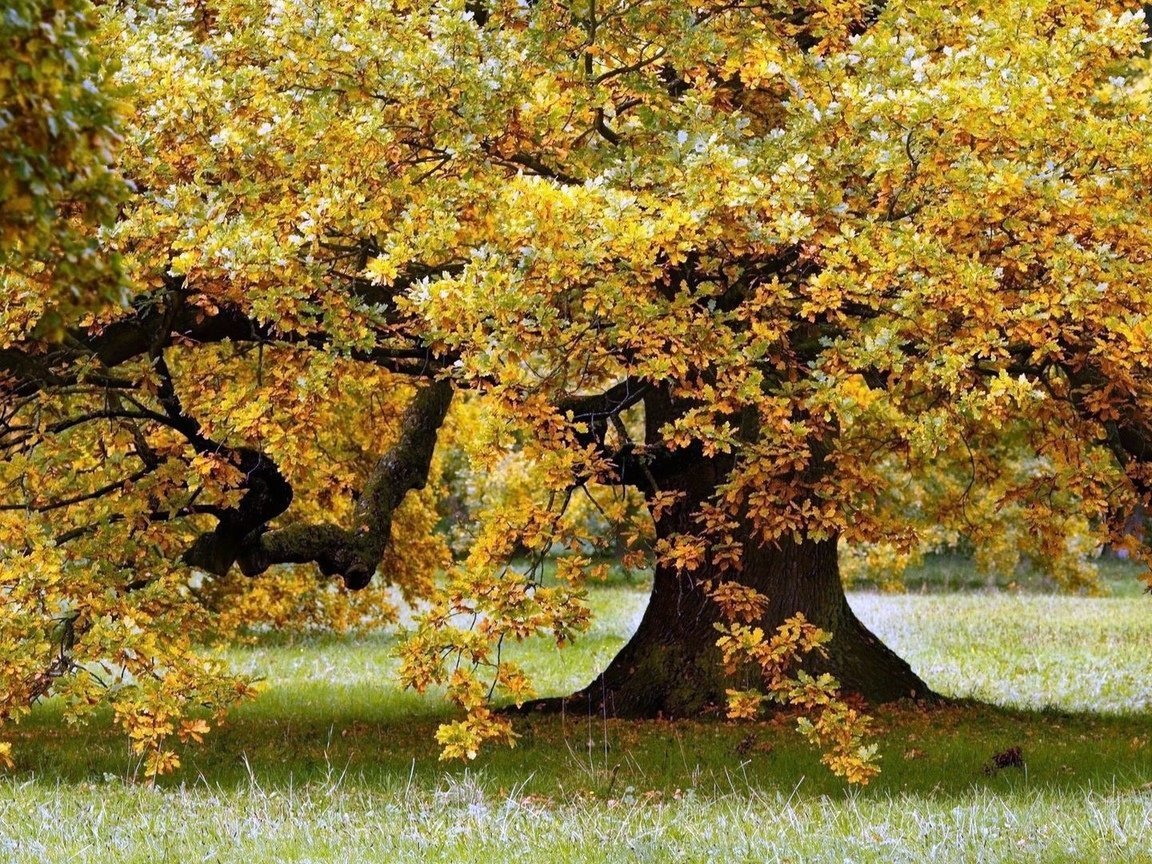 Under the oak tree. Осенний дуб. Дуб осенью. Дуб в лесу осенью. Дубовое дерево осенью.