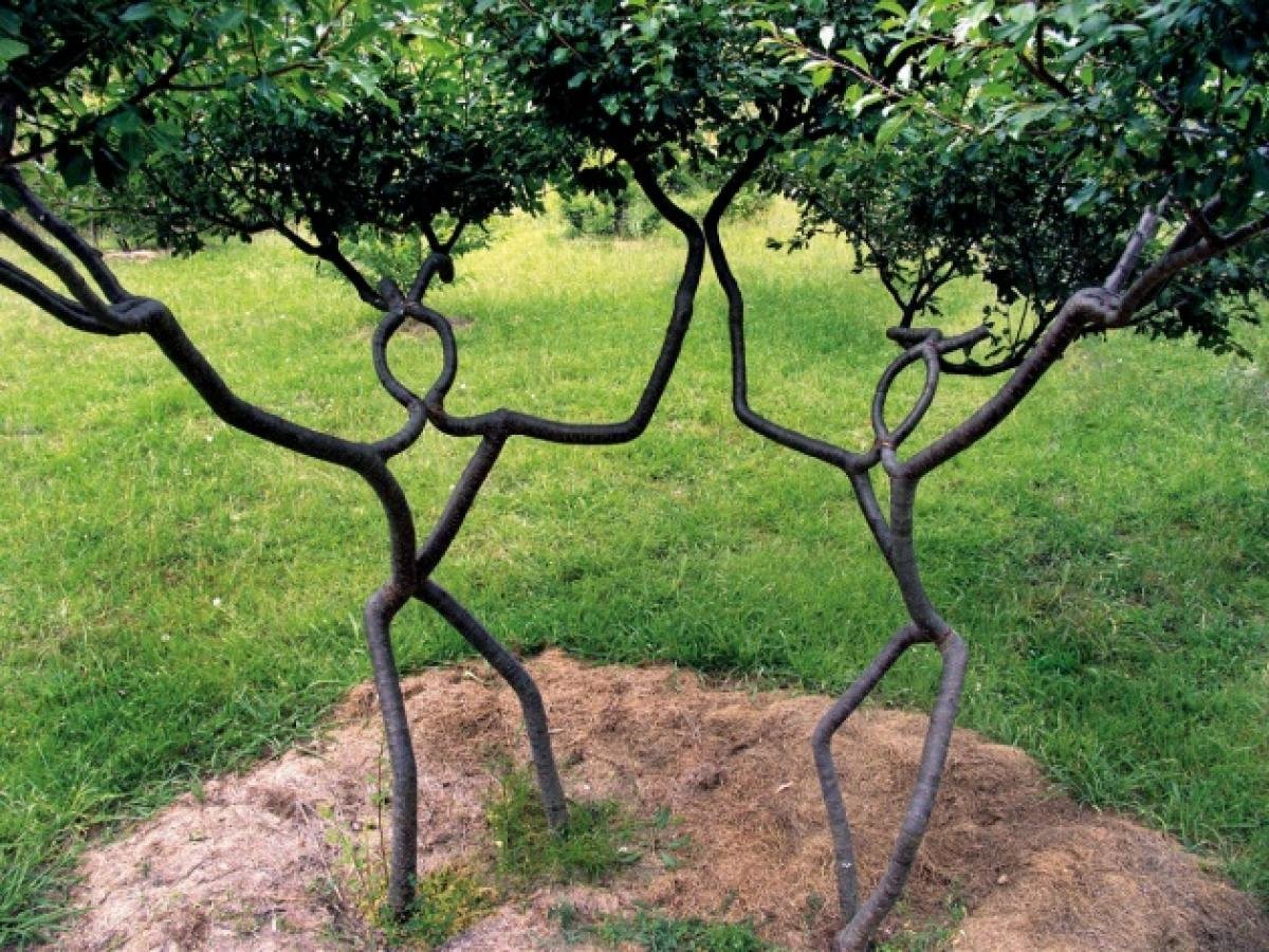 Фруктовый ствол. Арбоскульптура Ива. Арбоскульптура из ивы. Pooktre Tree Shaper. Переплетение стволов деревьев.