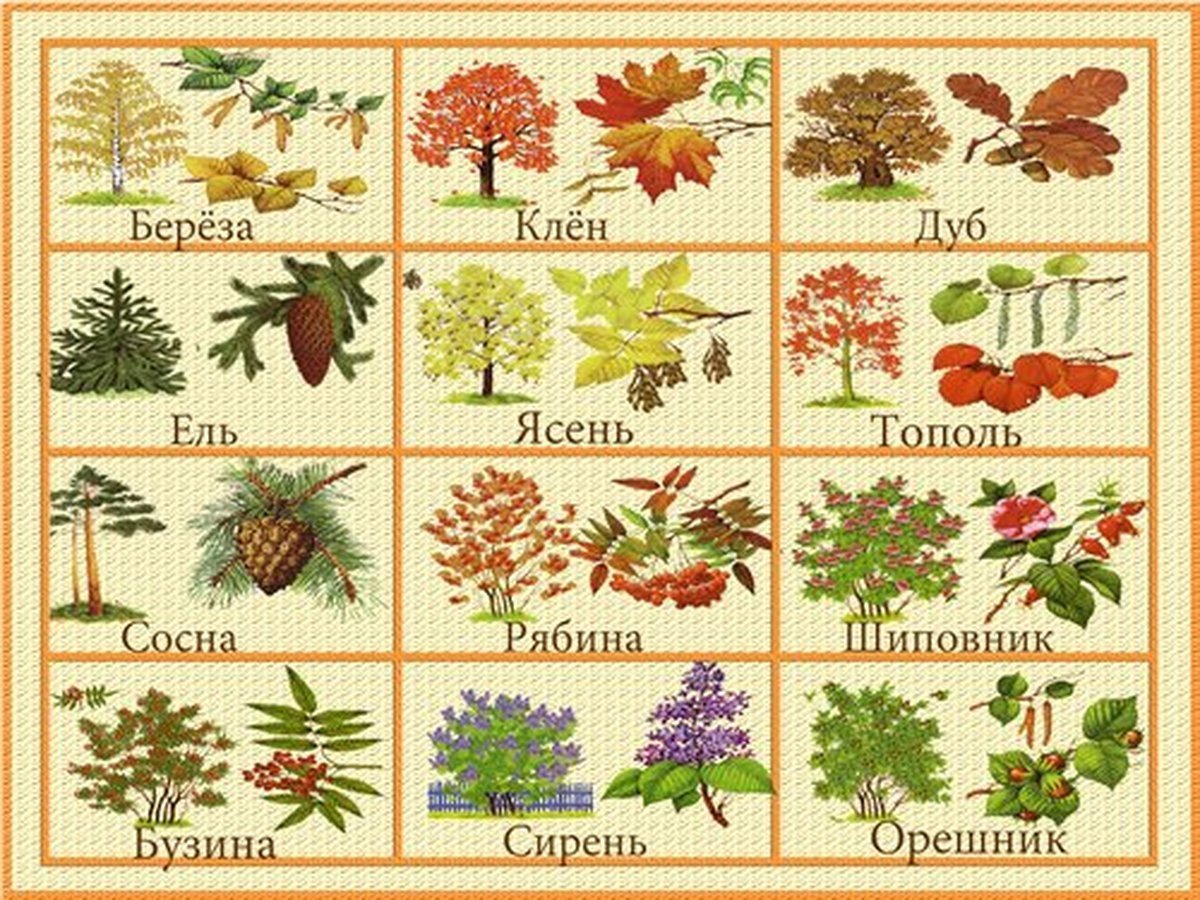 Картинки названия листьев. Листья деревьев с названиями. Названия деревьев с картинками. Название деревьев и кустарников. Листы деревьев и их названия.