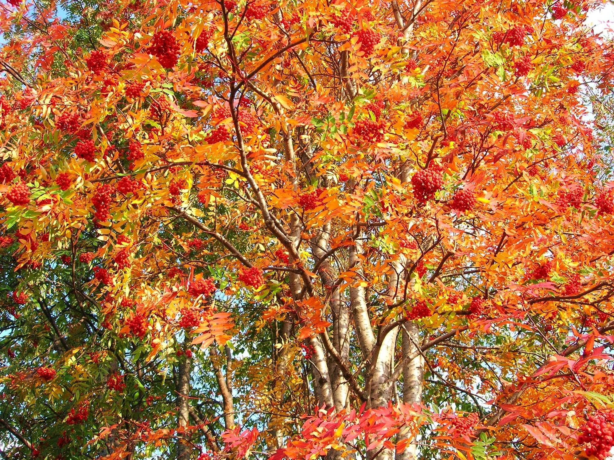 Рябина дерево осень. Осеннее дерево. Сень деревьев. Осенние деревья и кусты. Осенняя рябина дерево.
