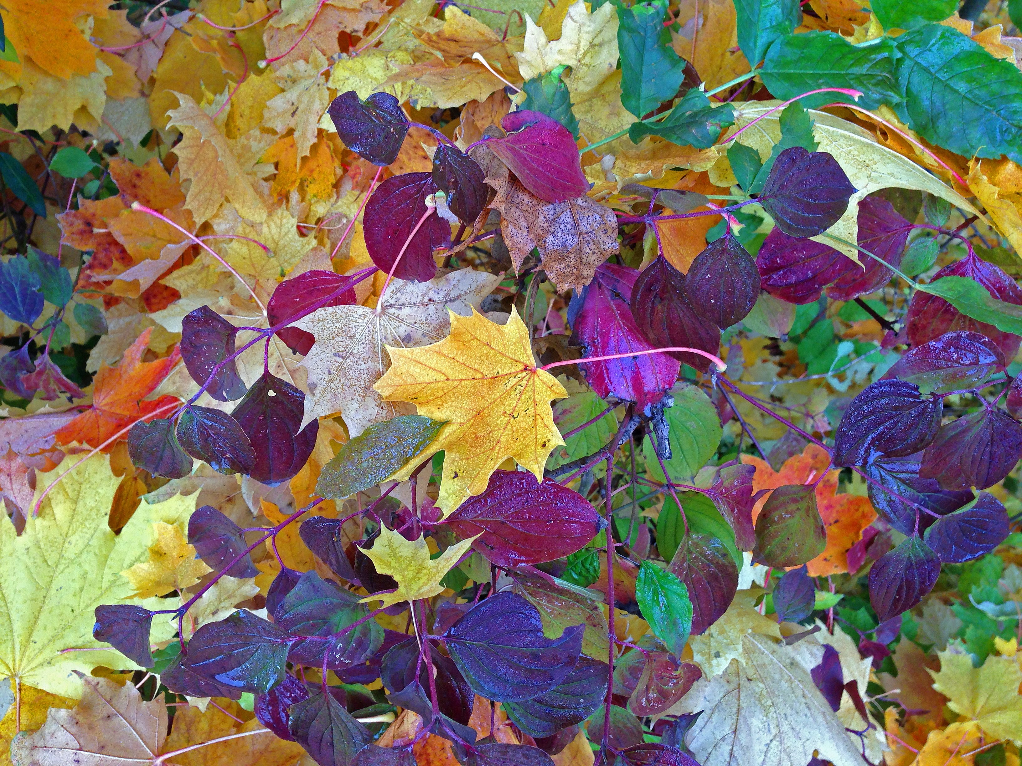 Вдруг среди листвы видишь пестрый. Разноцветные листья. Кустарник с разноцветными листьями. Фиолетовая осень. Кустарники с цветными листьями.