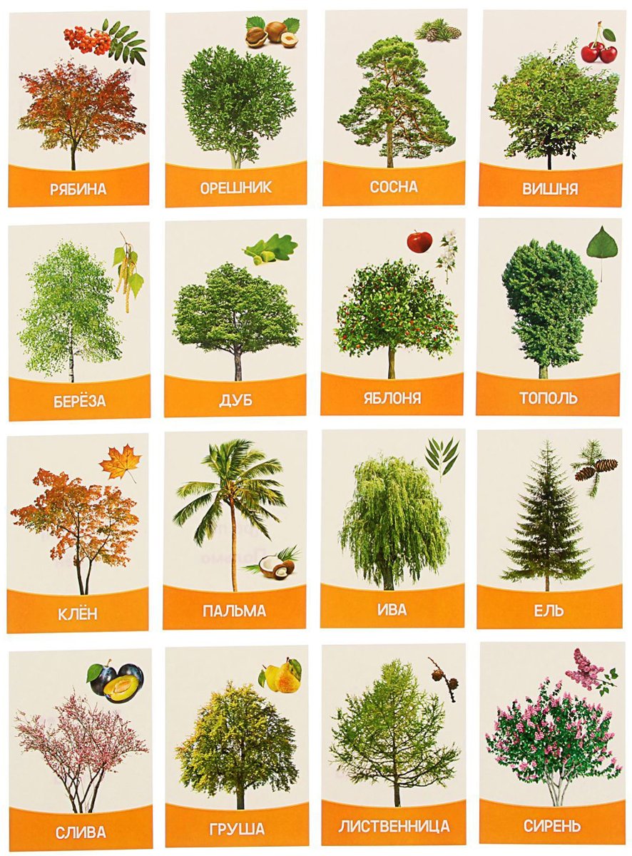 Какие деревья посадить в саду?