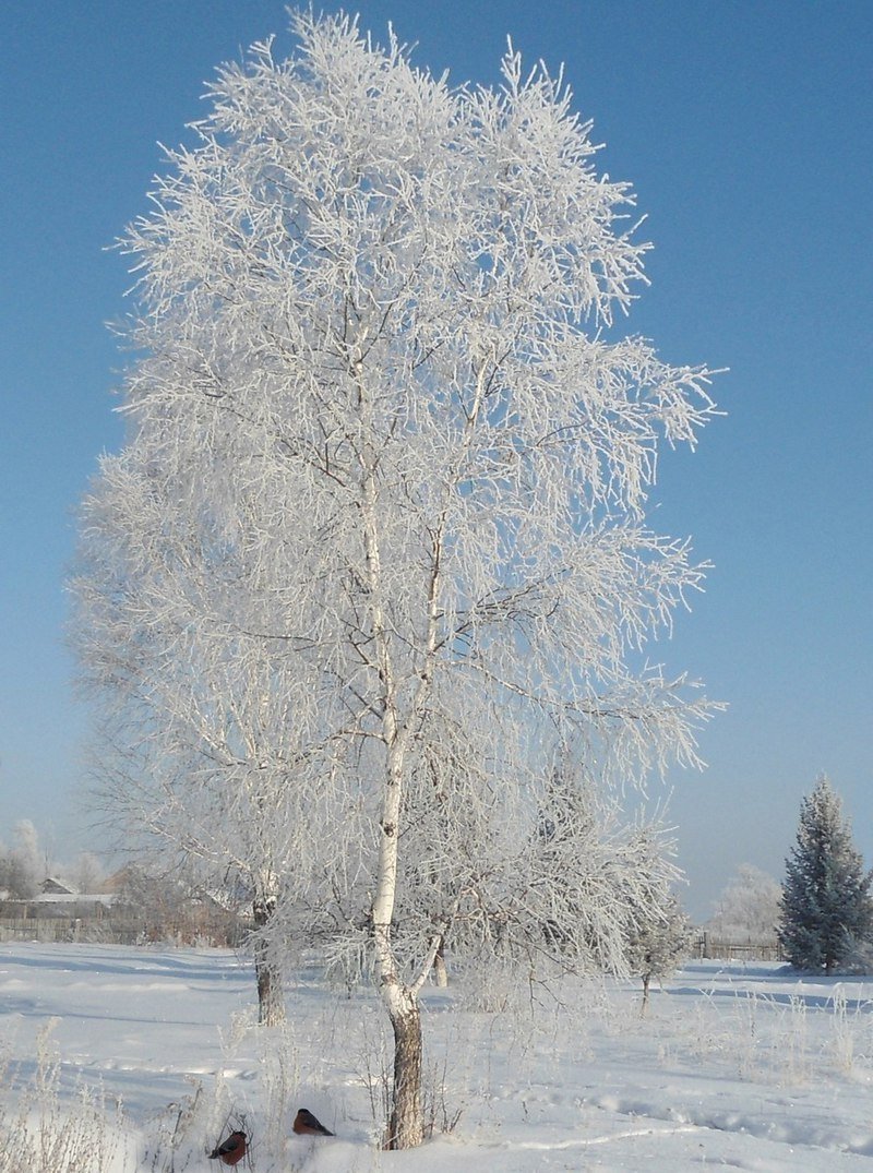 Почки березы зимой (56 фото)
