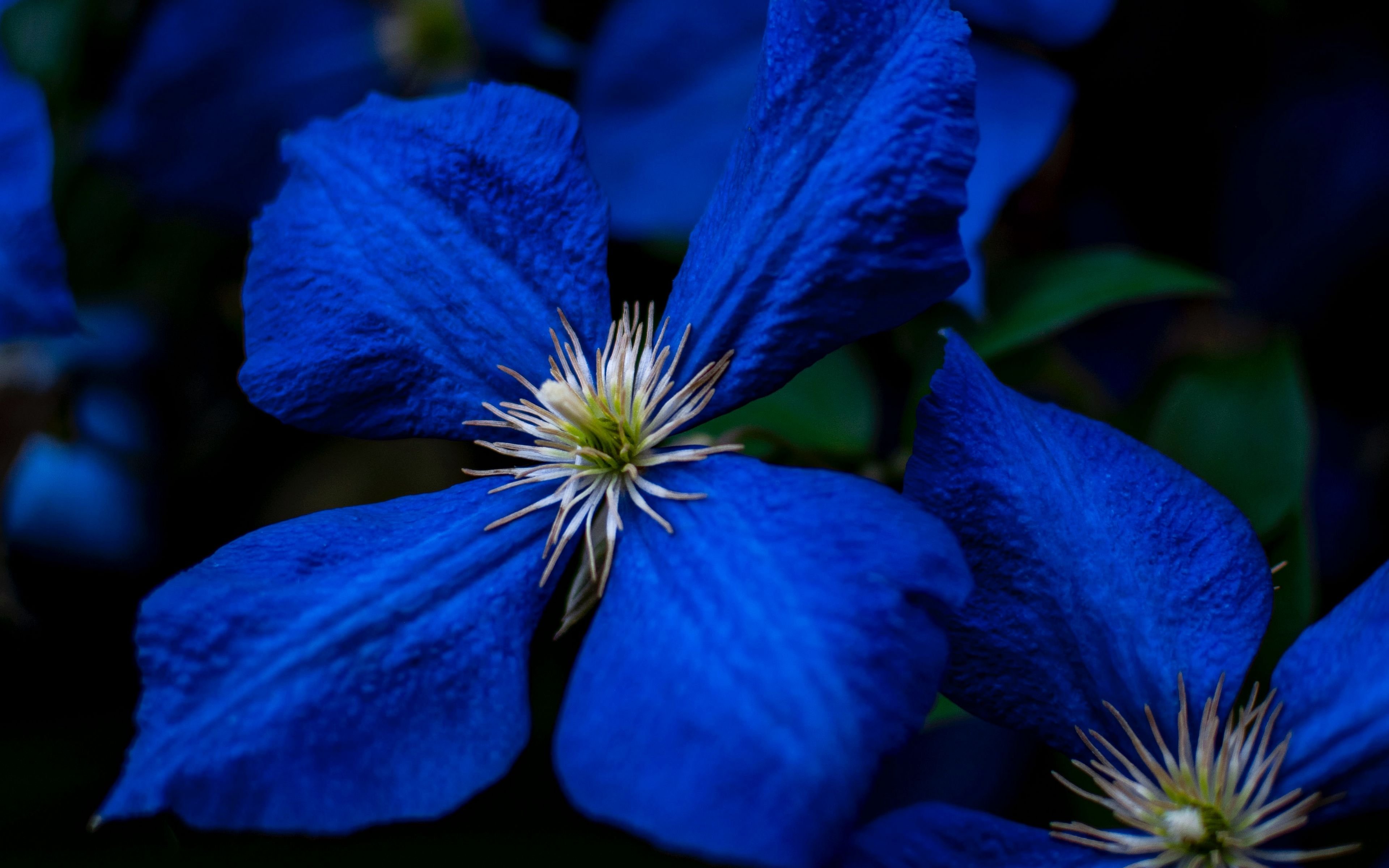 Что означает синие цветы. Клематис МАКРОПЕТАЛА. Синие цветы. Сини t цветы. Цветы голубого цвета.