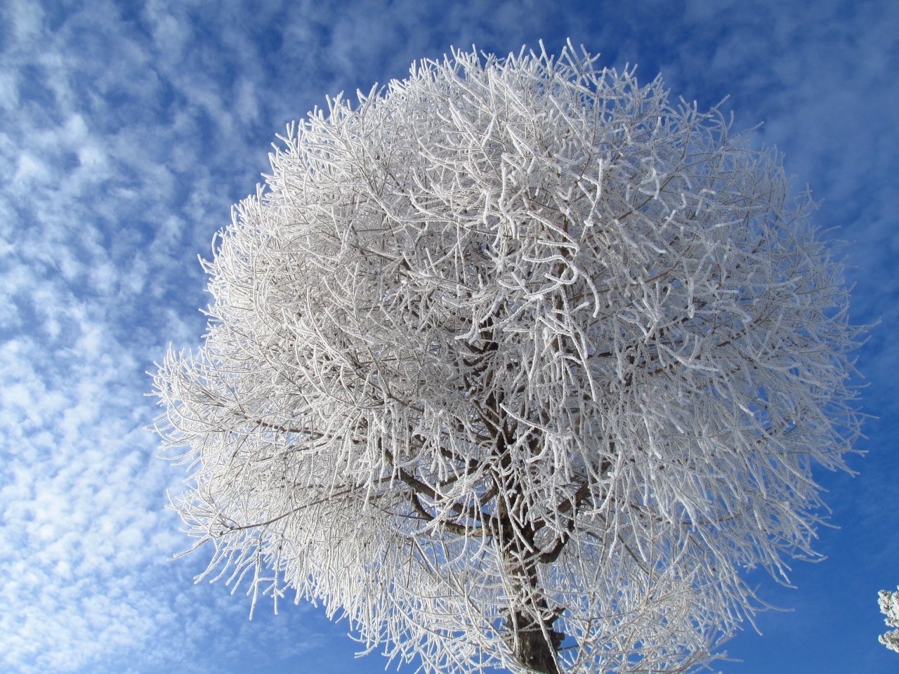 Снежки белые пушистые. Зимнее дерево. Иней на ветках деревьев. Пушистый иней.. Пушистый иней на деревьях.