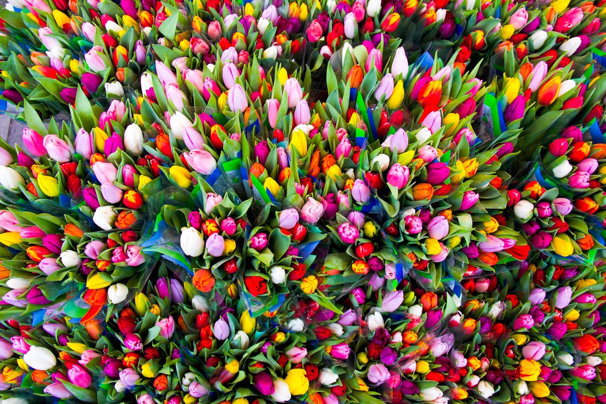 Цветной весенний. Мелкоцветные тюльпаны. Тюльпан Серине. Яркие цветы. Разноцветные цветы.