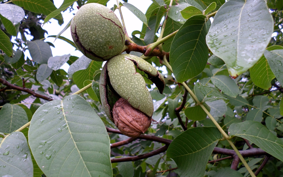 Дерево дающее орехи. Juglans Regia дерево. Орех грецкий (Juglans Regia). Грецкий орех в субтропиках. Крымский грецкий орех дерево.