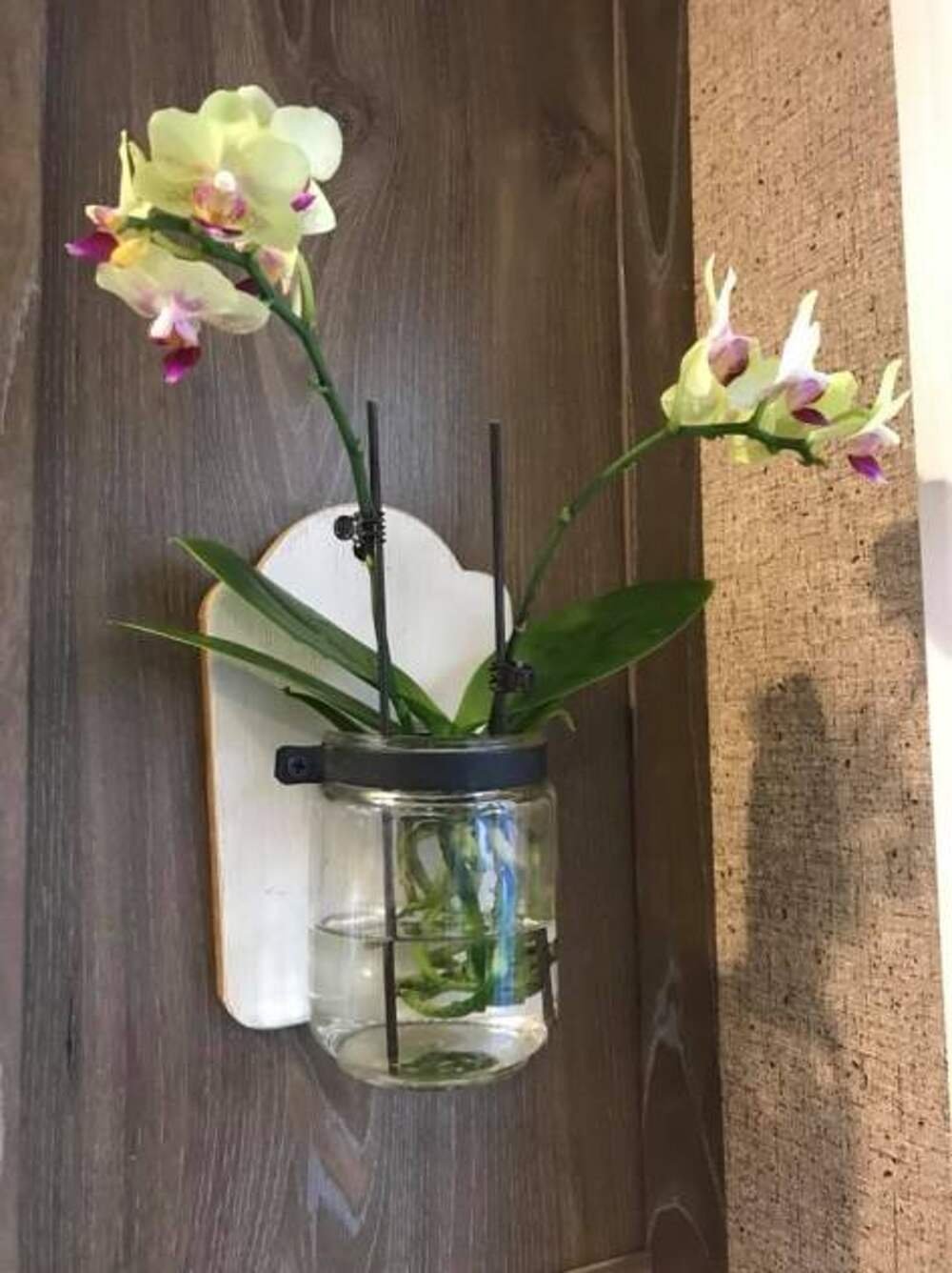 Орхидея в домашних условиях в воде