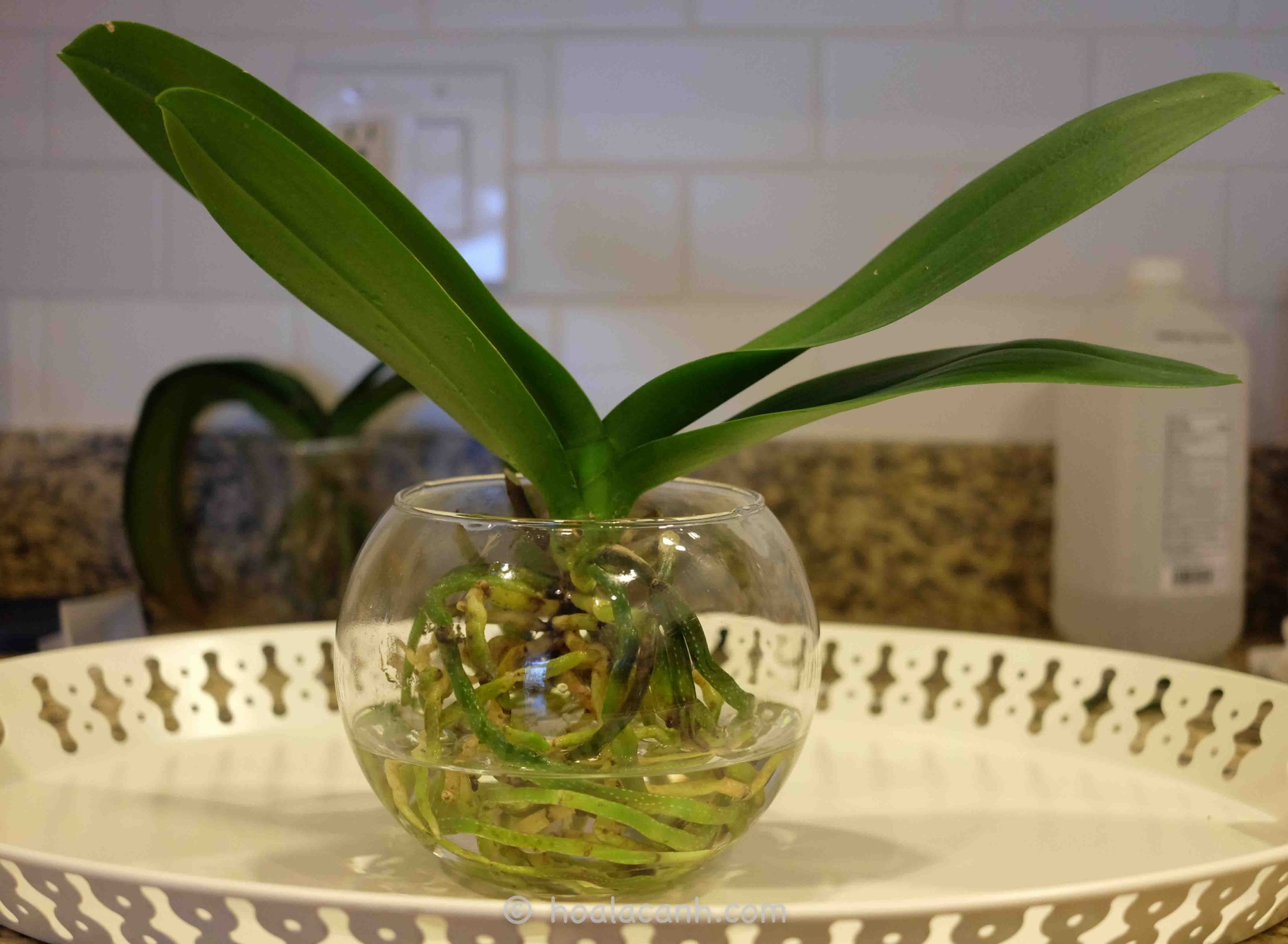 Орхидея в домашних условиях в воде. Орхидея фаленопсис полив. Орхидея фаленопсис в гидрогеле. Орхидея растет в воде. Цветок без грунта и воды.